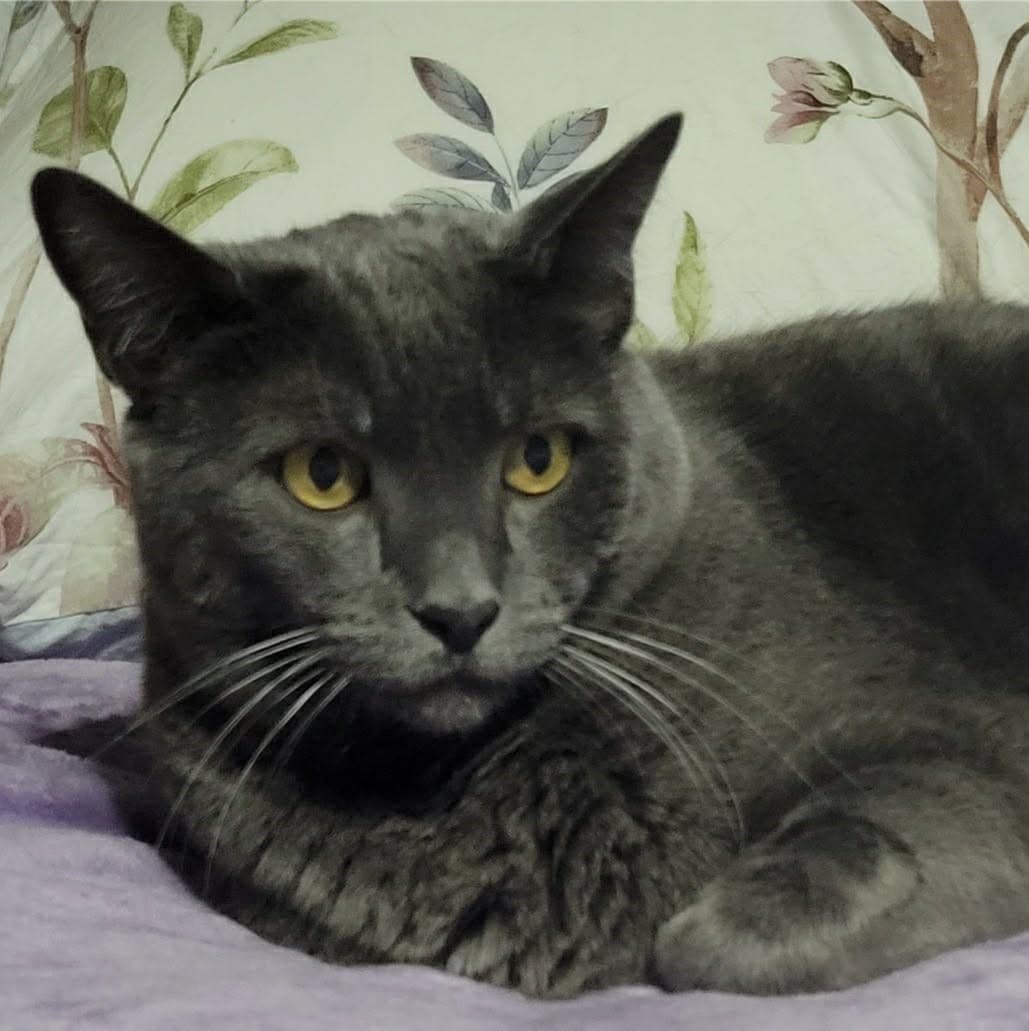 OBI 🐱 - Domestic Shorthair cat available for adoption in Calgary
