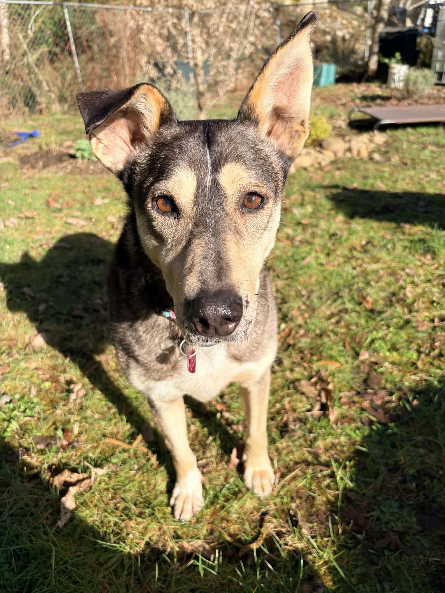 Nagini - Mixed Breed available for adoption in Calgary