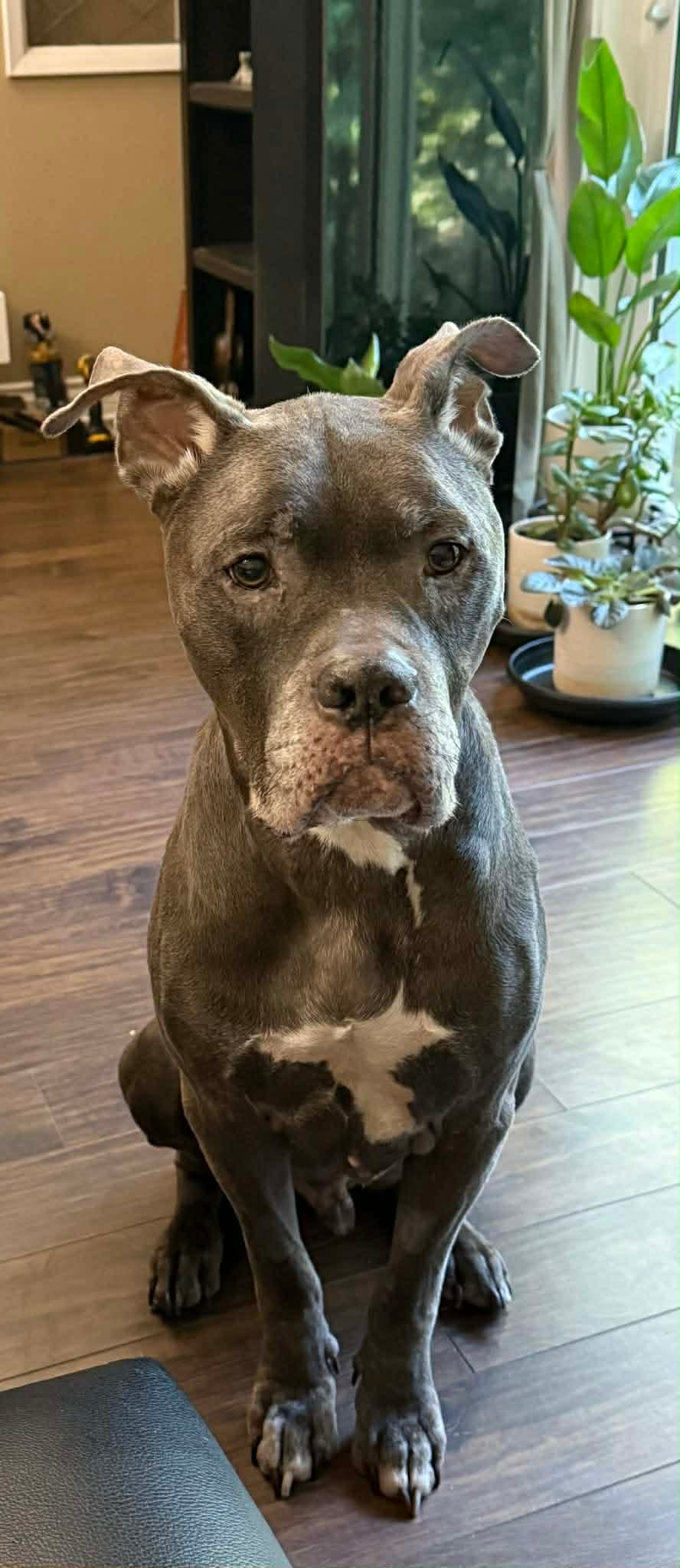 Harry 💖 - Mixed Breed available for adoption in Calgary