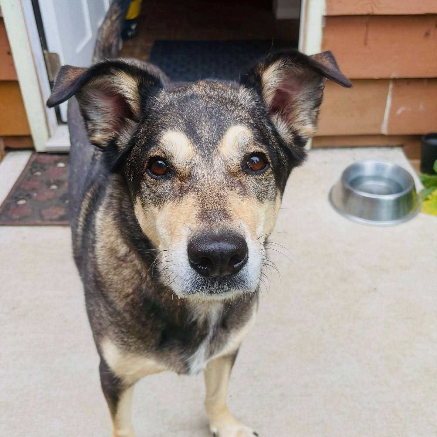 Willow 🌿 - Mixed Breed available for adoption