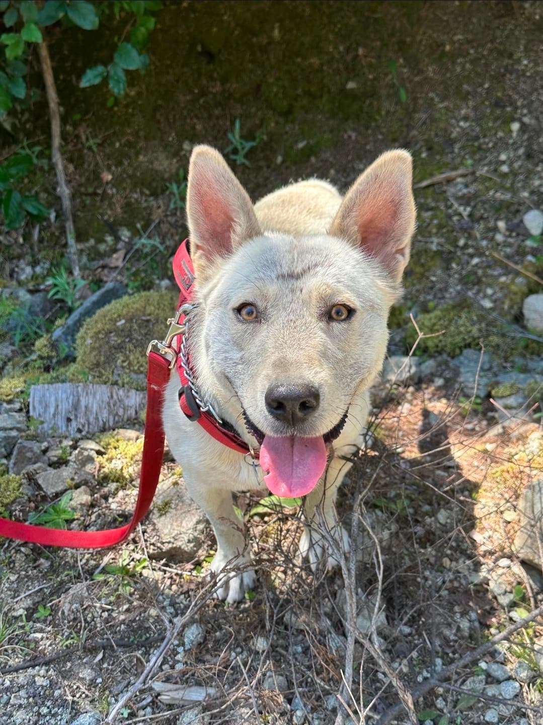 Benson Boone 🧡 - Mixed Breed available for adoption in Calgary