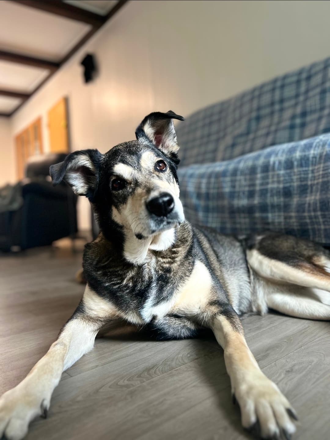Willow 🌿 - Mixed Breed available for adoption
