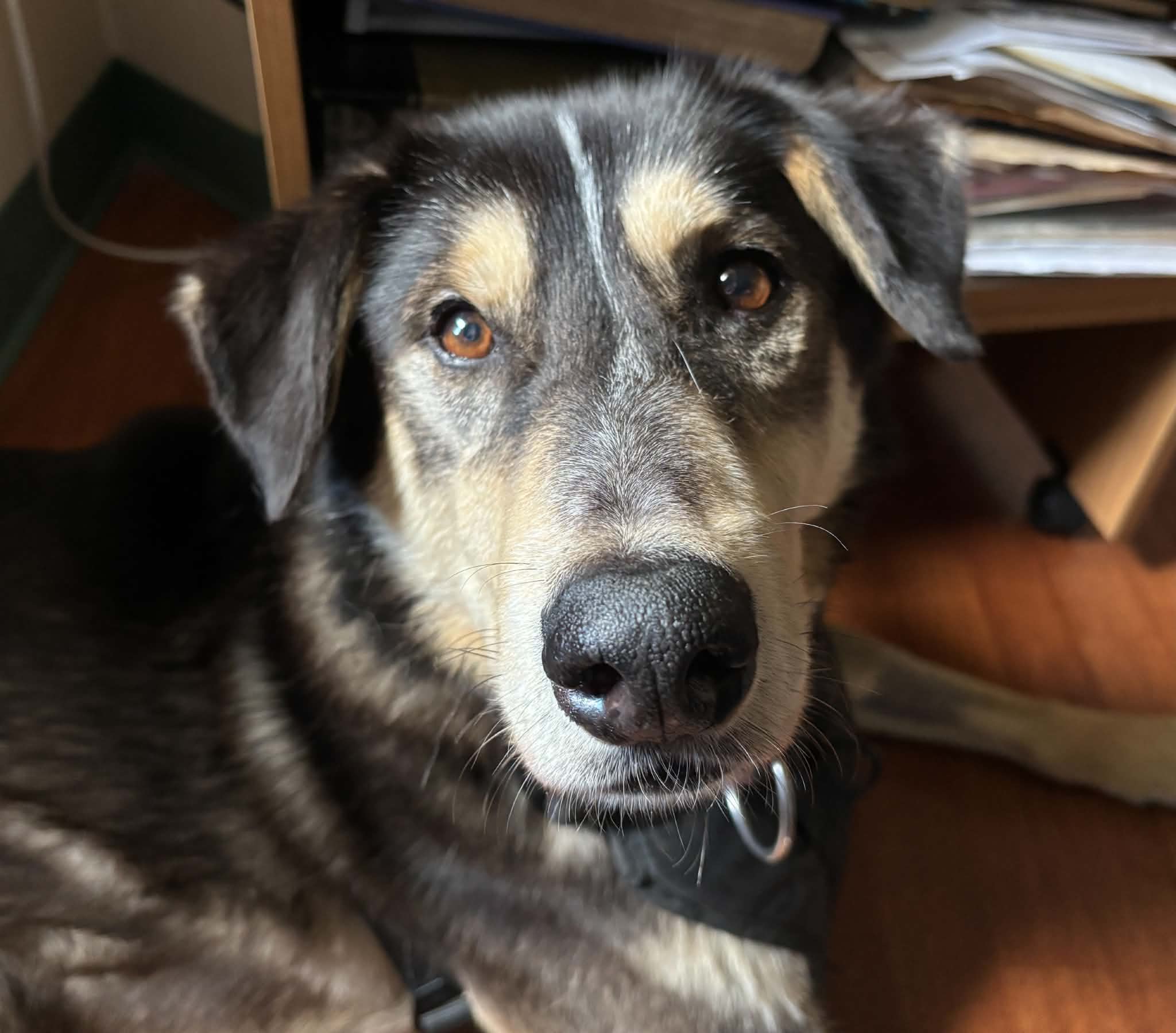 Fawkes - Mixed Breed available for adoption in Calgary