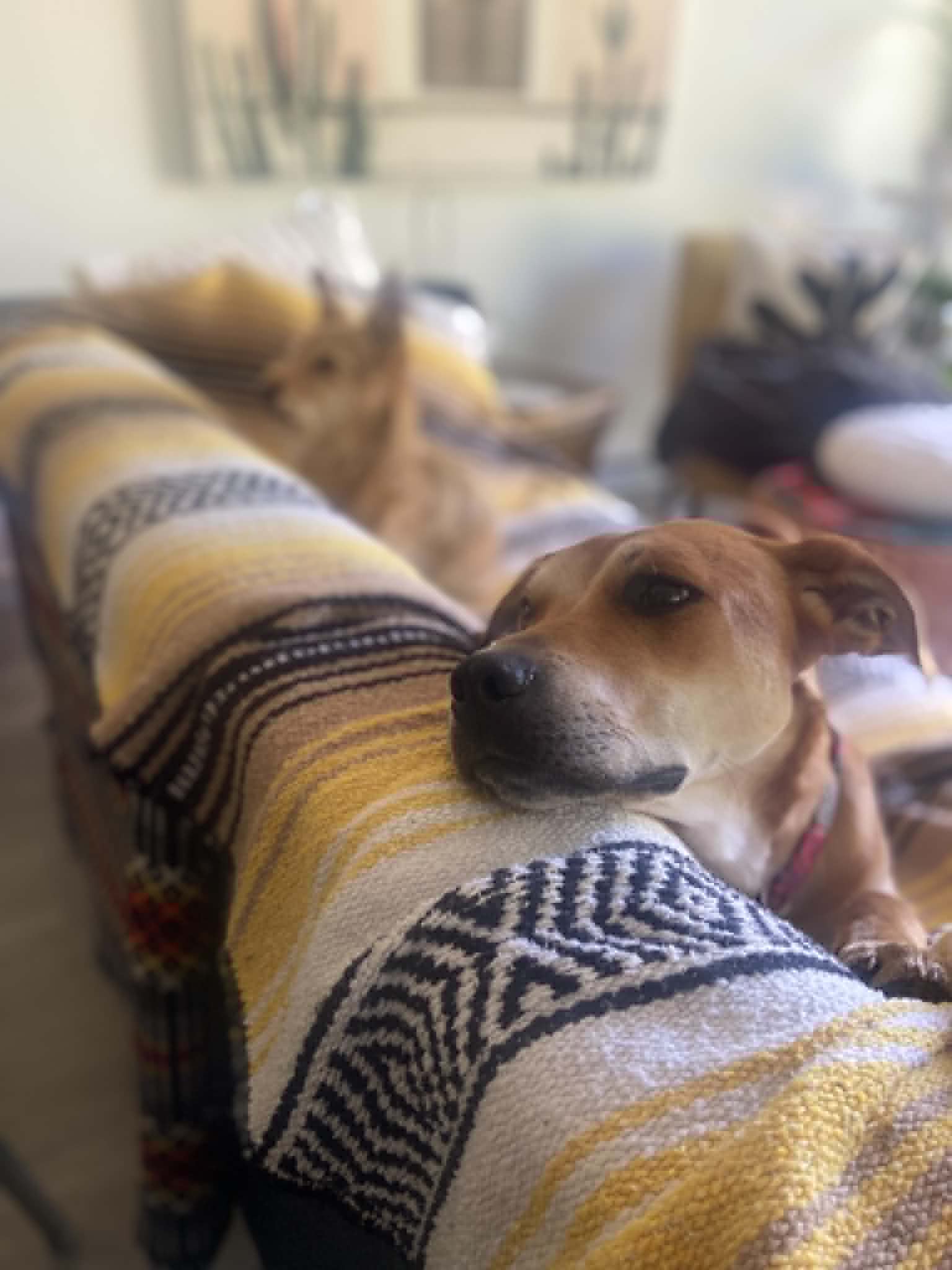 Miss Coco - Mixed Breed available for adoption in Calgary