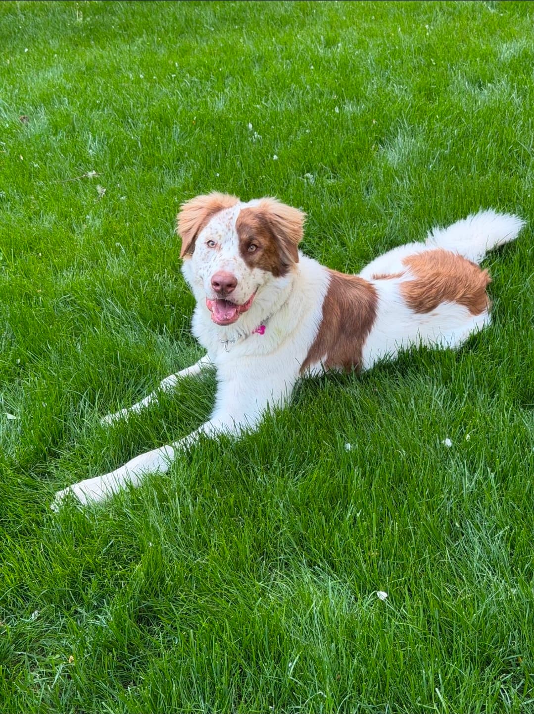 Gunner - Mixed Breed available for adoption in Calgary