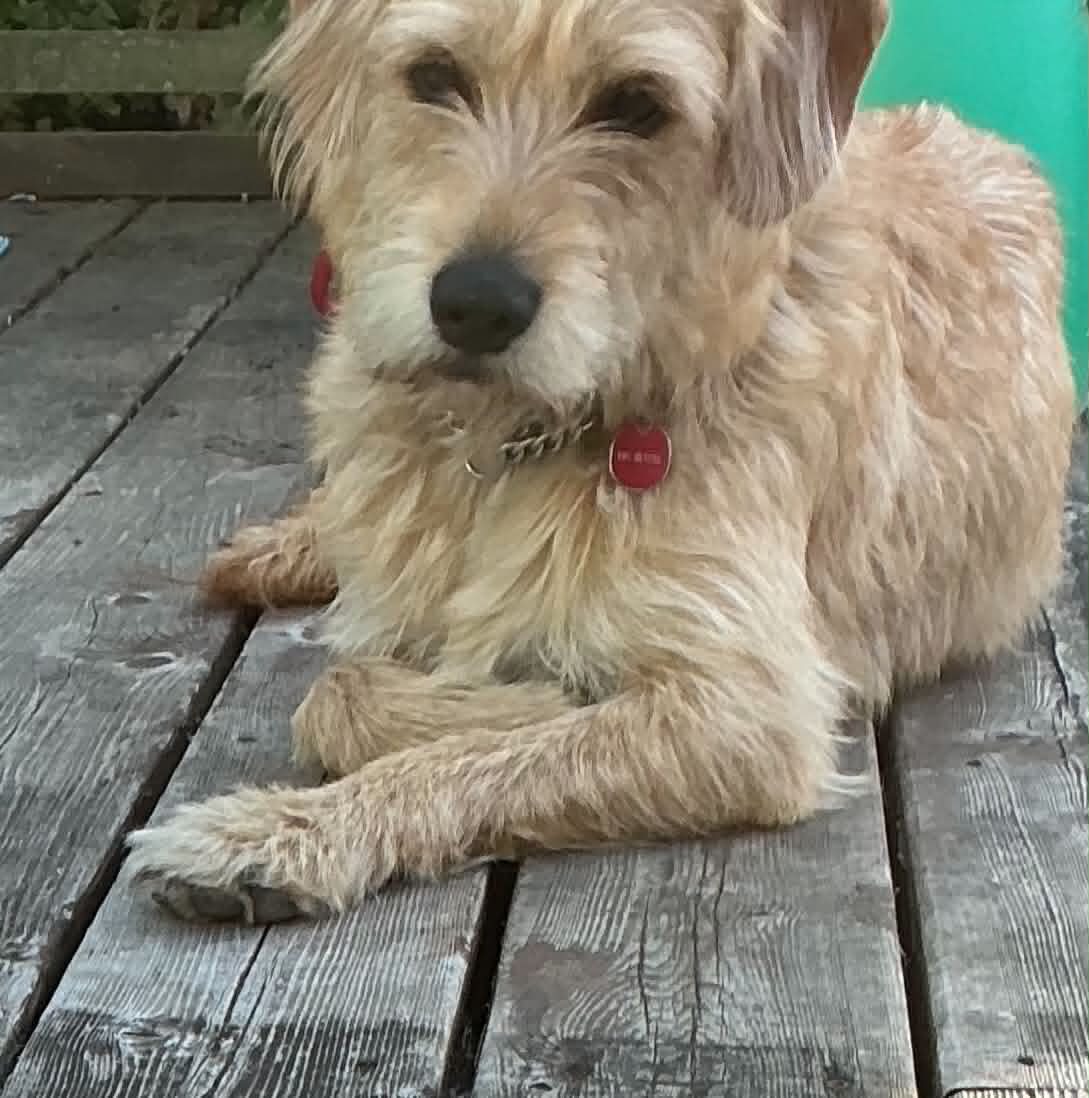 Ginger - Mixed Breed available for adoption in Calgary
