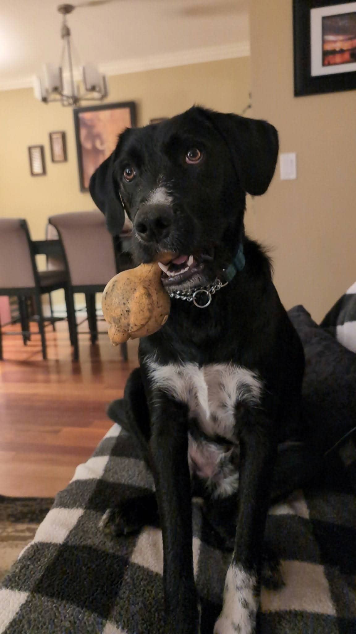Socks 𧦠- Mixed Breed available for adoption in British Columbia