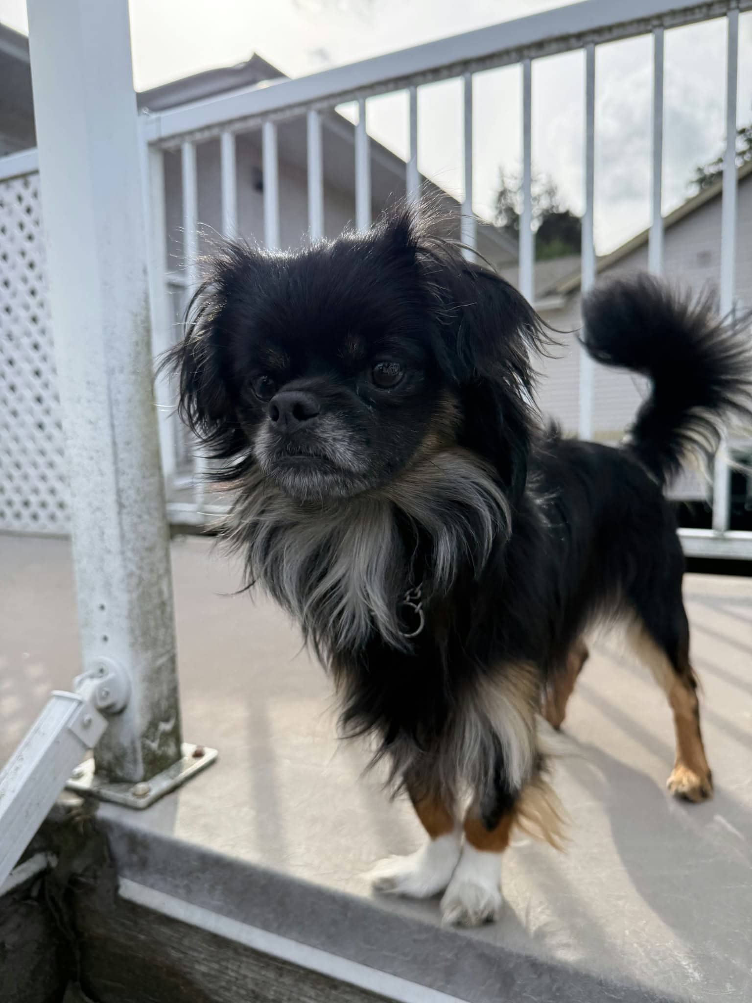 Rupert - Mixed Breed available for adoption in British Columbia