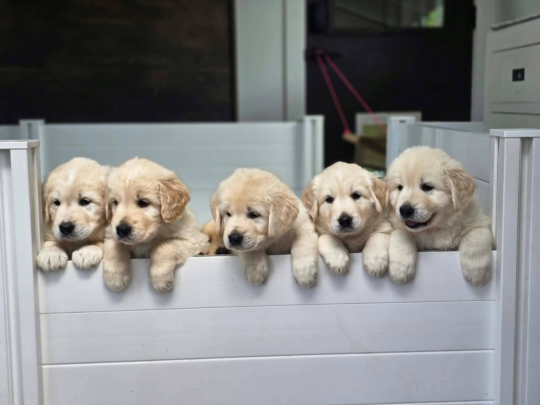 Jackpot Litter 🎰 ❤️NO LONGER ACCEPTING APPLICATIONS. Their dance card is full❤️ - Golden Retriever Mix available for adoption at Victoria Humane Society in Victoria