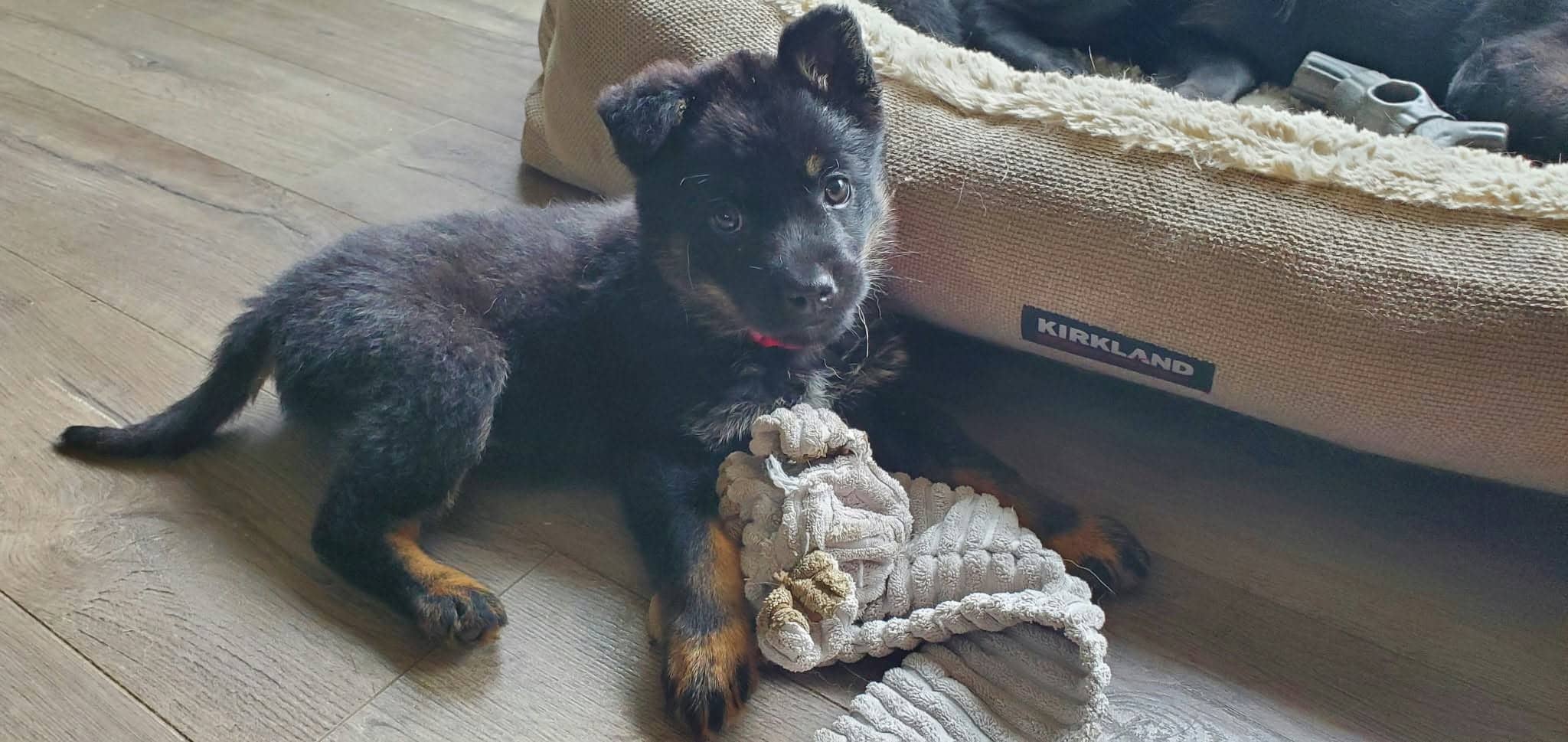 Annie - Shepherd Mix available for adoption in British Columbia