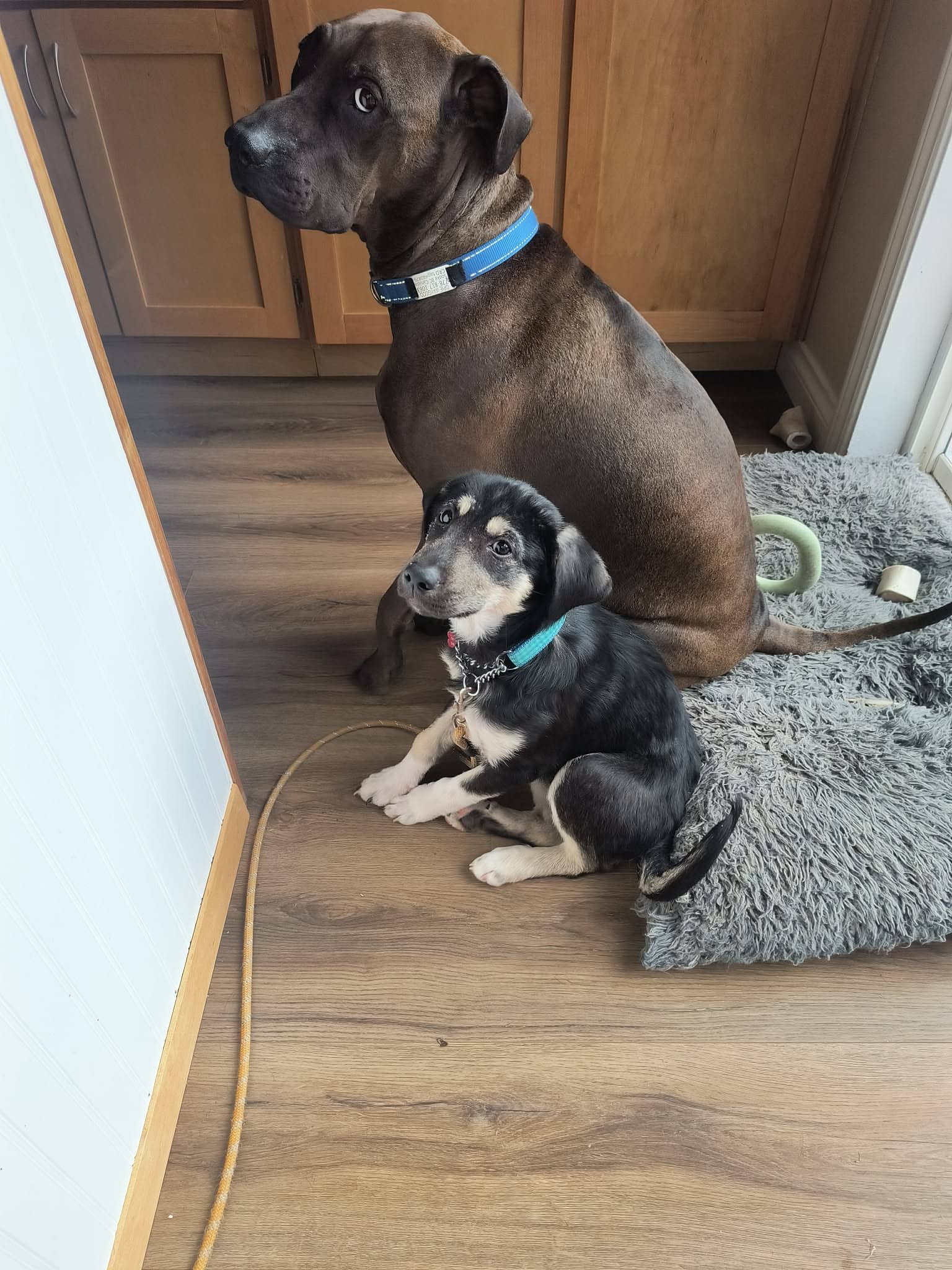 Kieli - Mixed Breed available for adoption in British Columbia