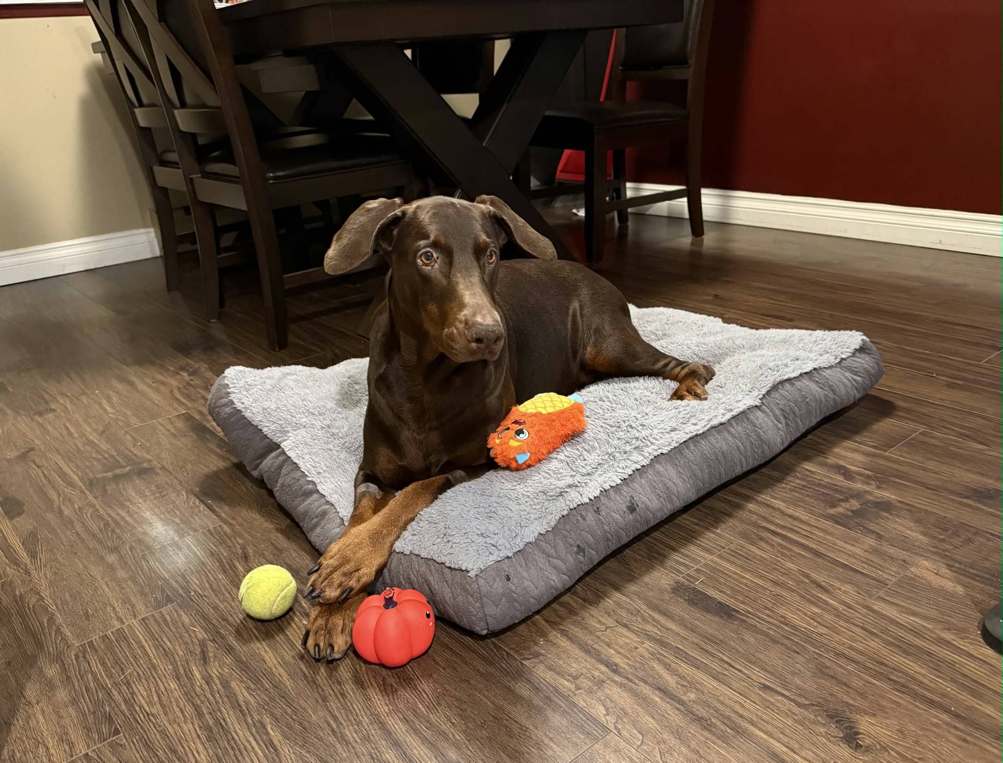 Kona - Doberman Mix available for adoption in British Columbia