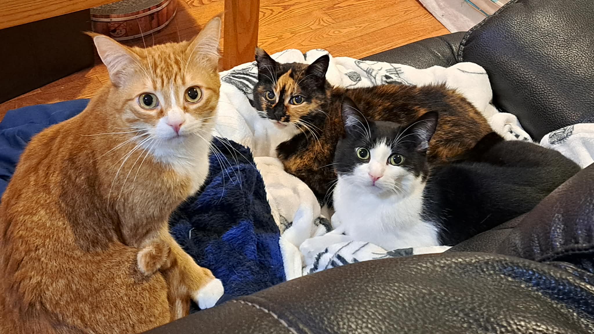 Toothless, Tuffnut & Valka - Domestic Shorthair cat available for adoption in Calgary