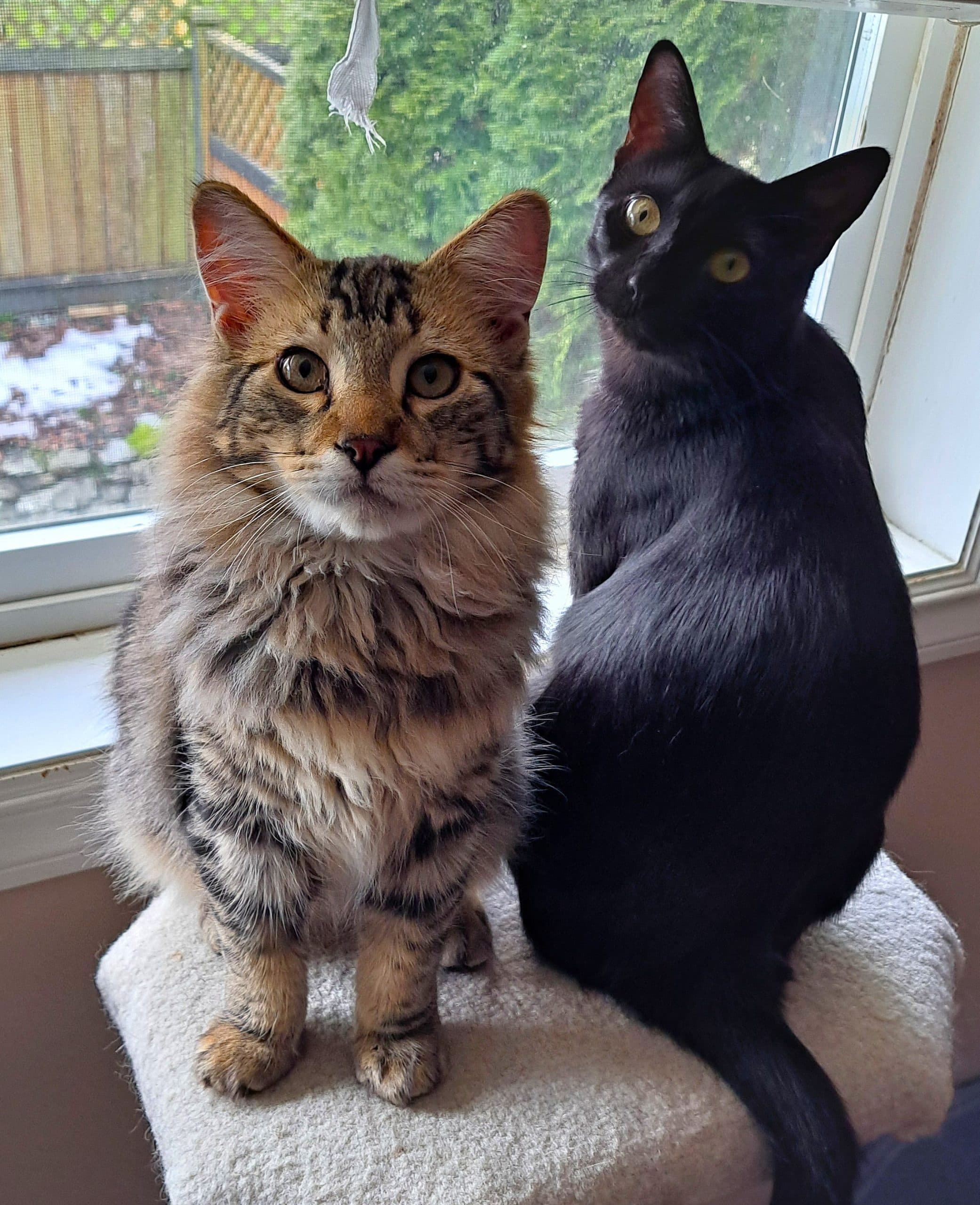 Kaiser & Queenie - Domestic Shorthair cat available for adoption in Calgary