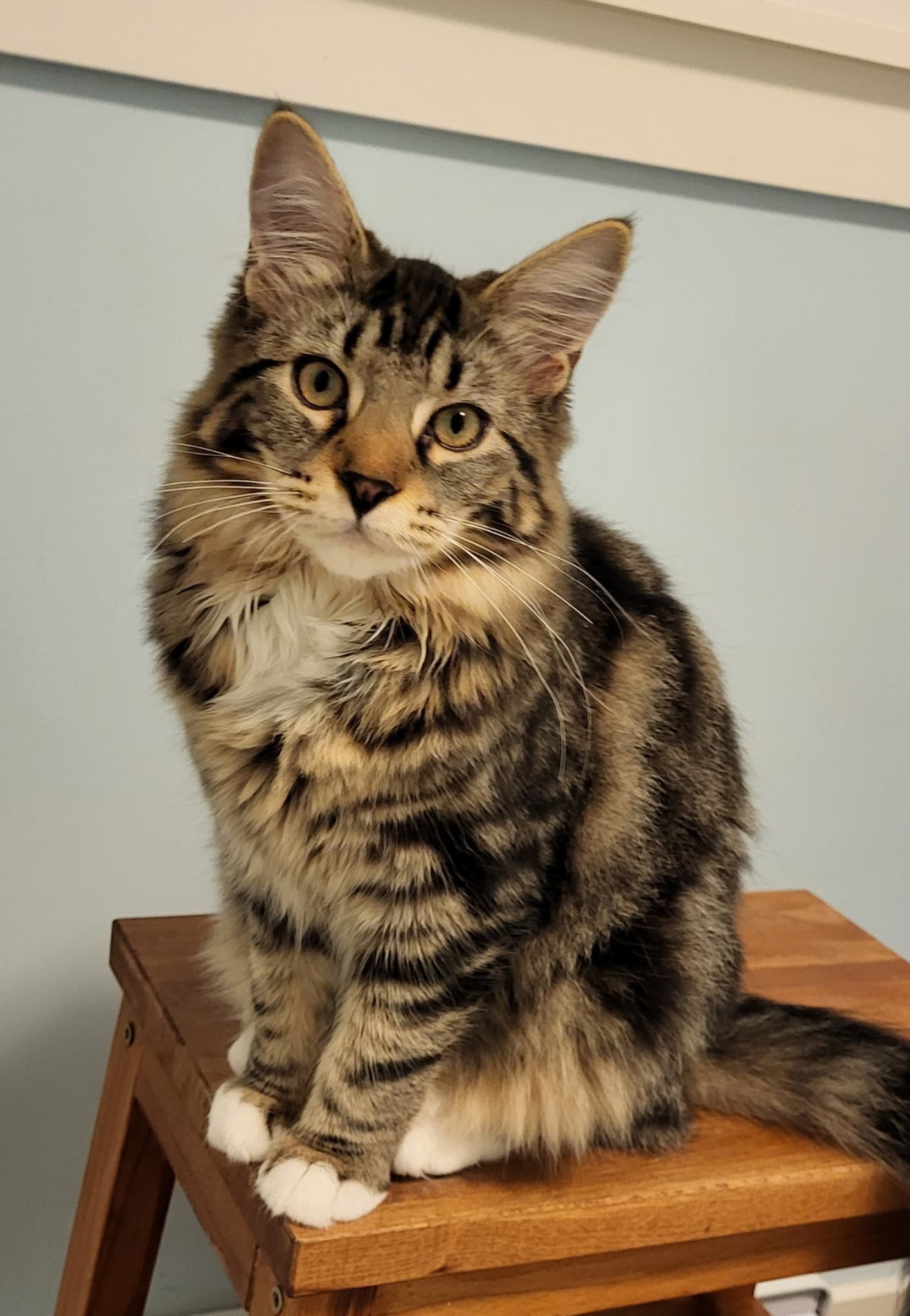Chenille - Domestic Shorthair cat available for adoption in Calgary