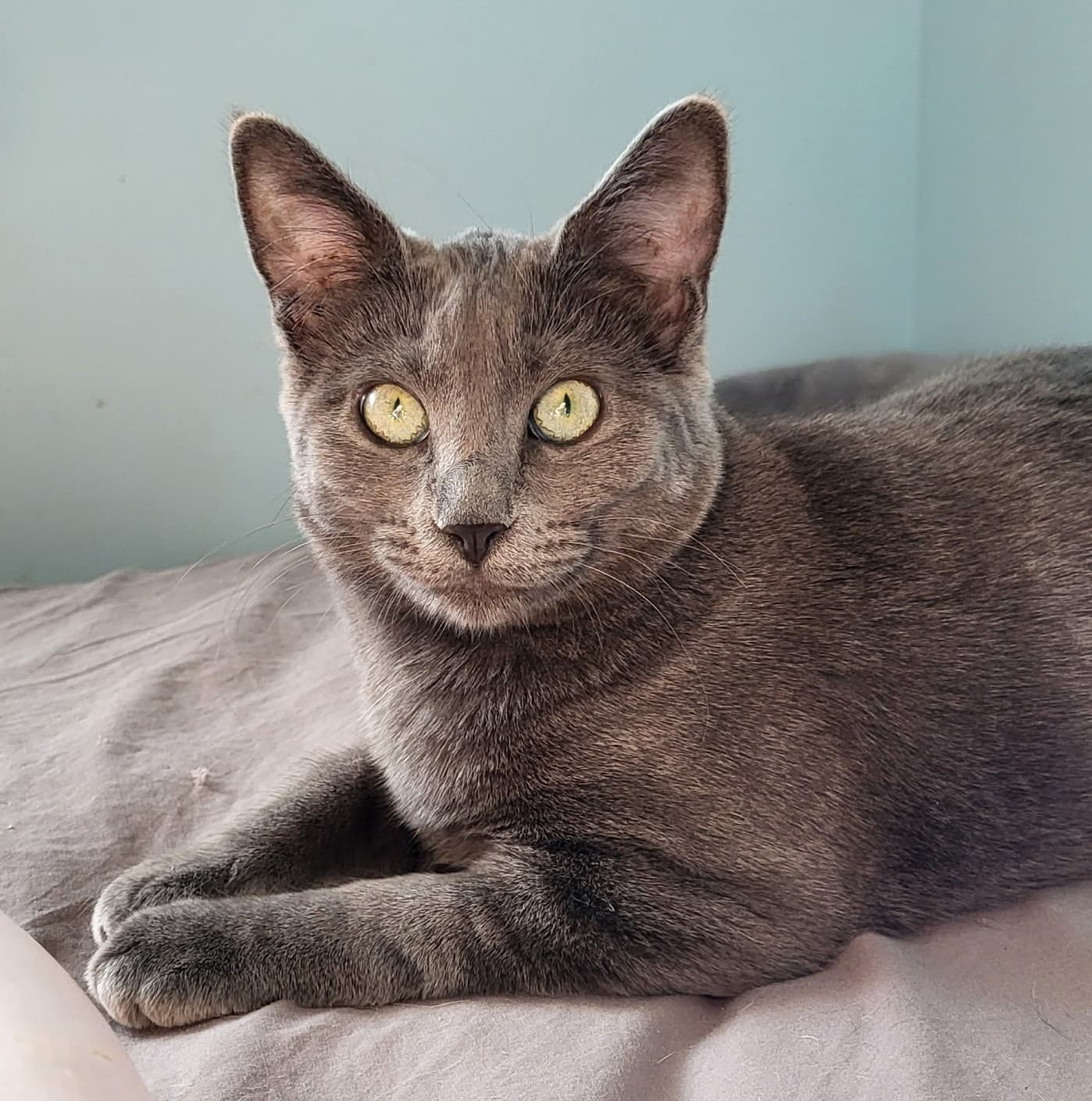 Cashmere - Domestic Shorthair cat available for adoption in Calgary