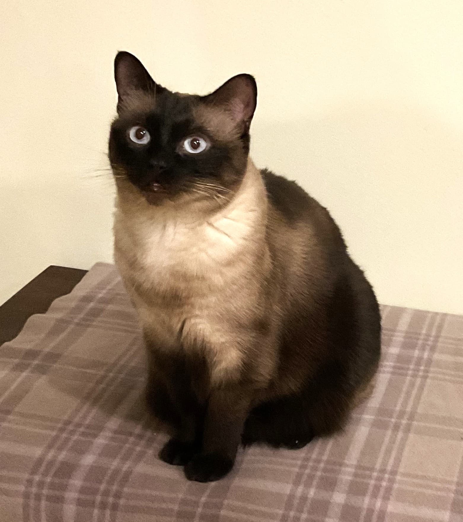 Zoey - Domestic Shorthair cat available for adoption in Calgary