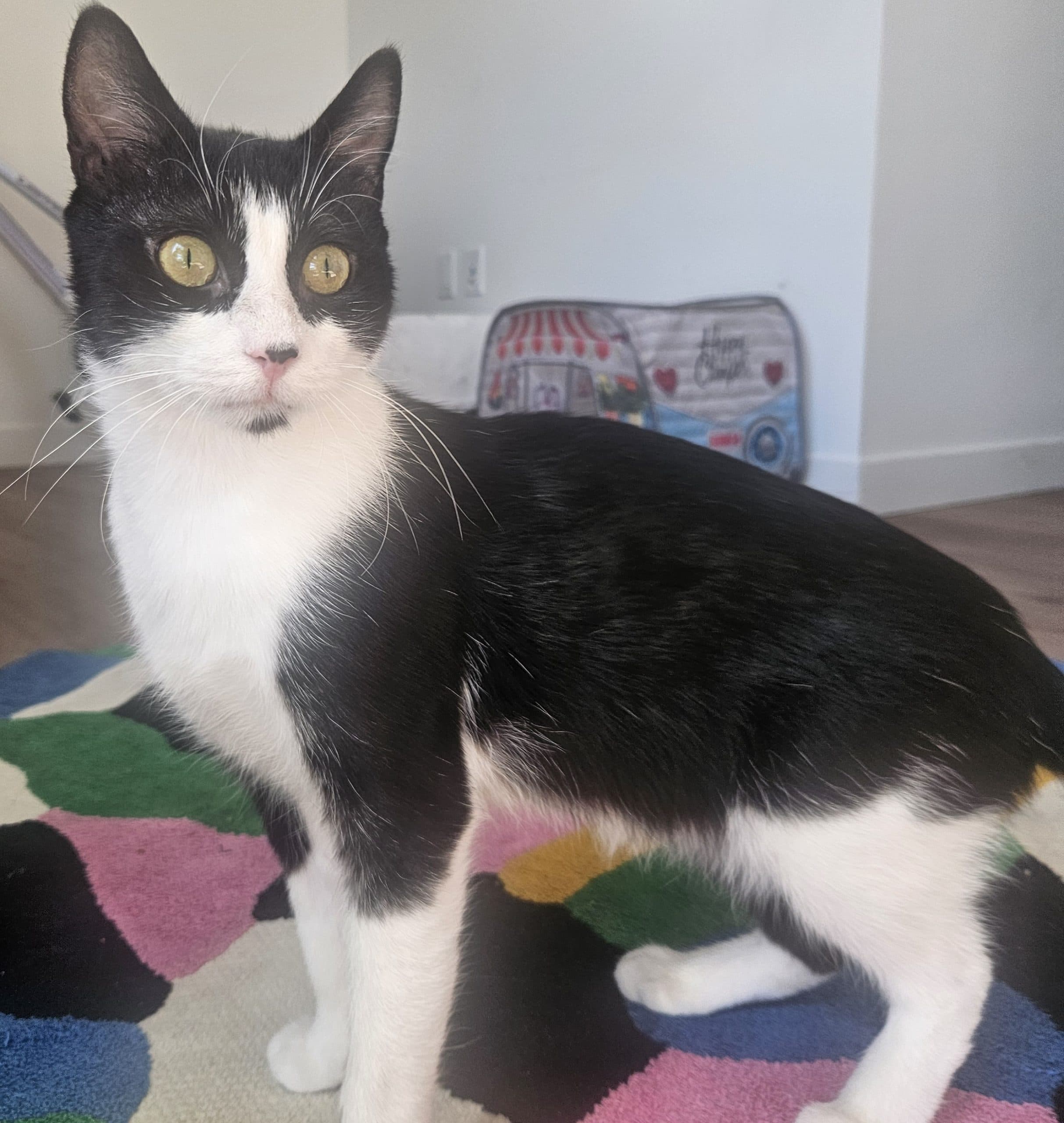 Mookie - Domestic Shorthair cat available for adoption in Calgary
