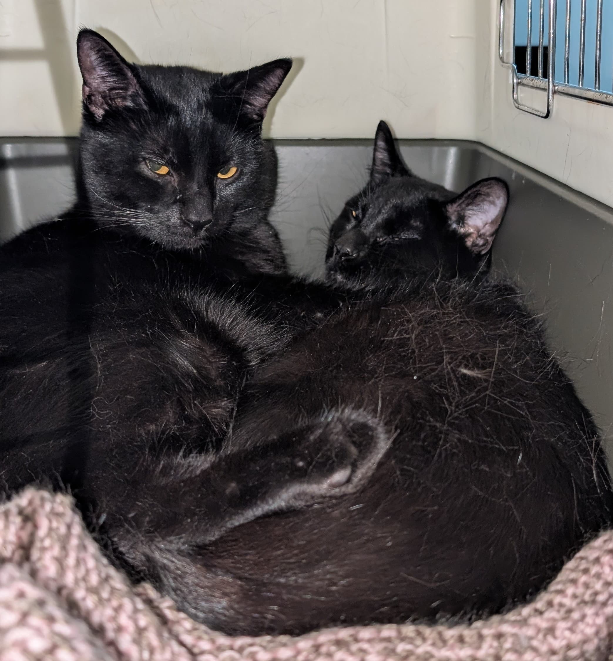 Stevie & Marvin - Domestic Shorthair cat available for adoption in Calgary