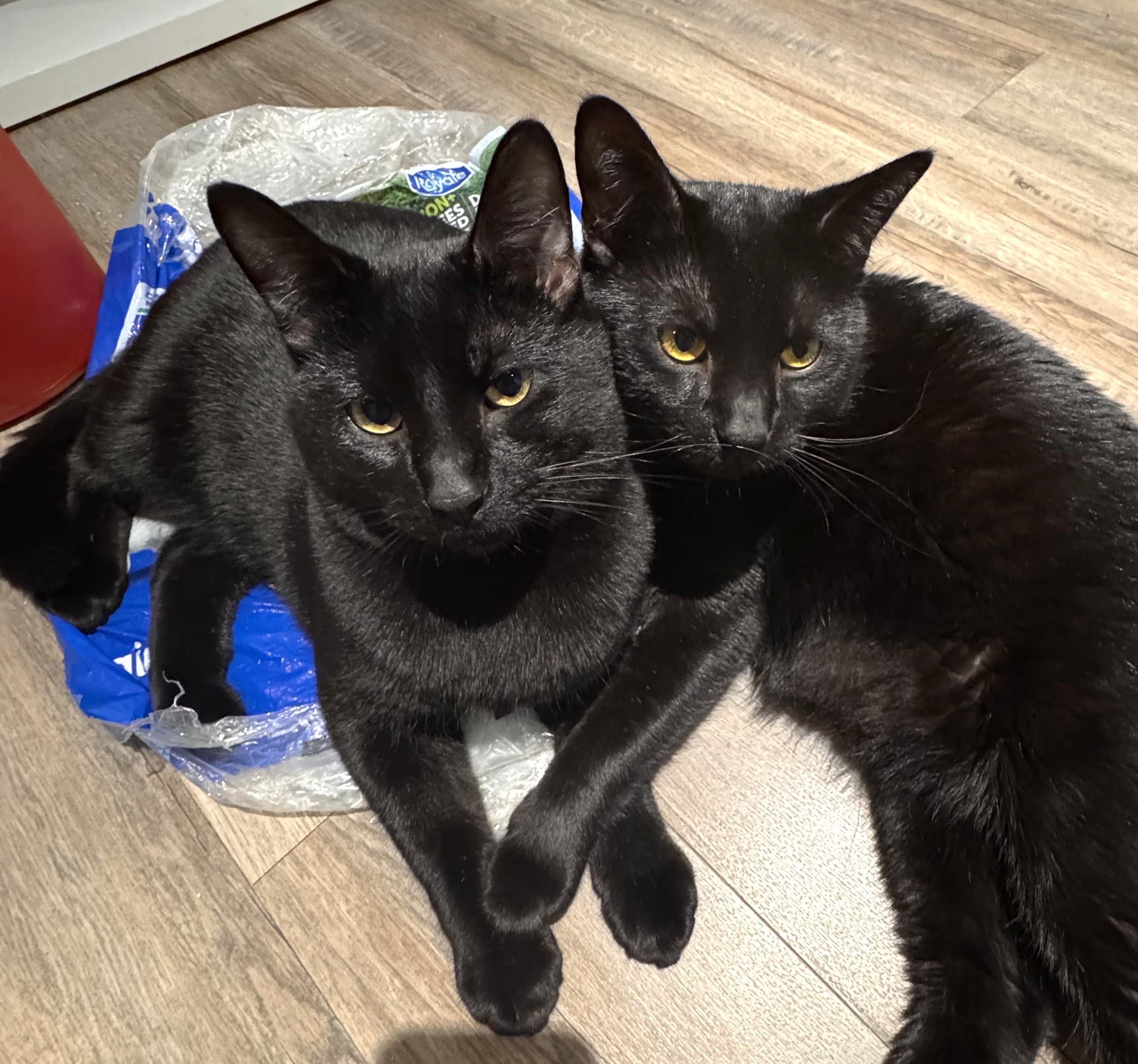 Stevie & Marvin - Domestic Shorthair available for adoption