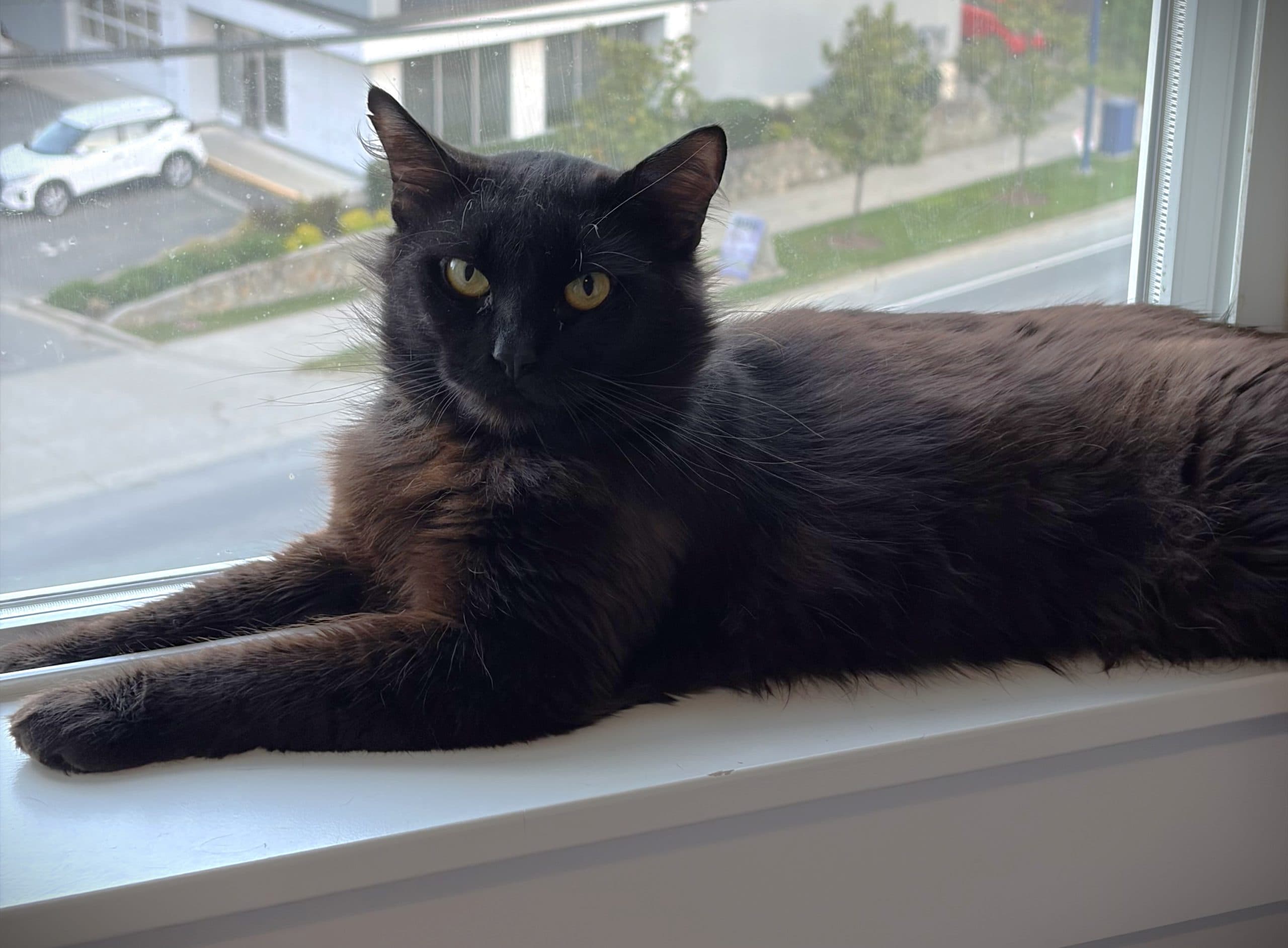 Porter - Domestic Shorthair cat available for adoption in Calgary