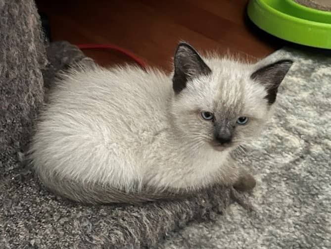 Dollop - Domestic Shorthair cat available for adoption at Victoria Pet Adoption Society in Victoria