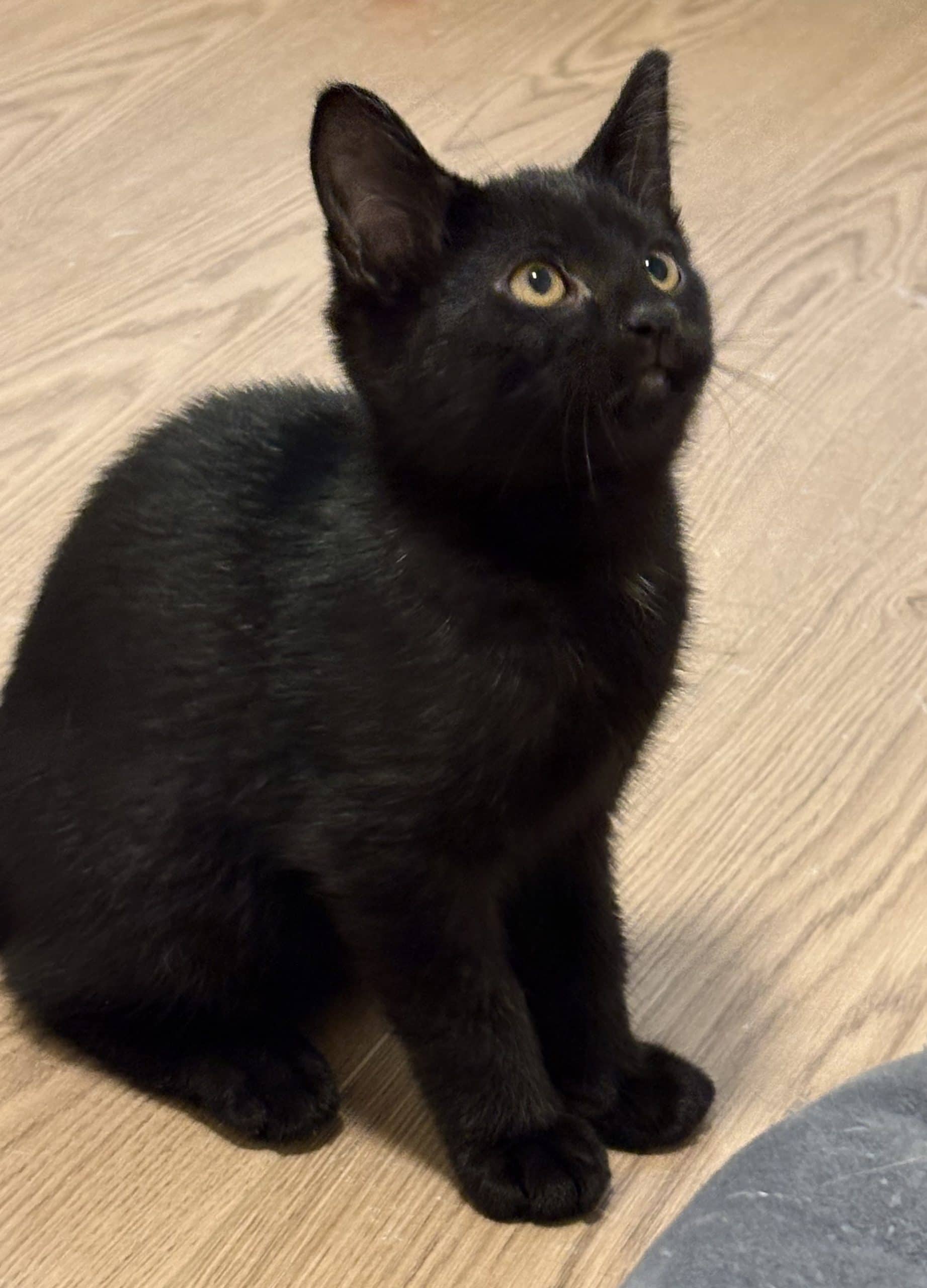 Eevee - Domestic Shorthair available for adoption