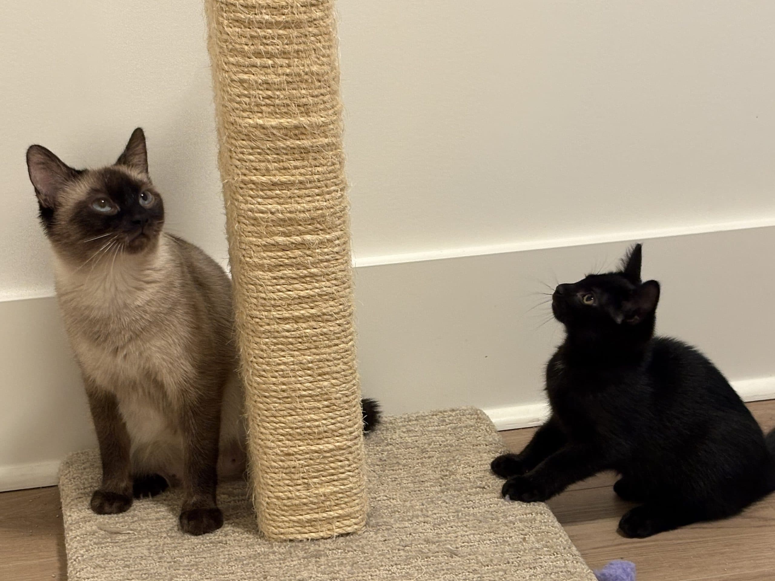 Eevee & NineTails - Domestic Shorthair cat available for adoption at Victoria Pet Adoption Society in Victoria