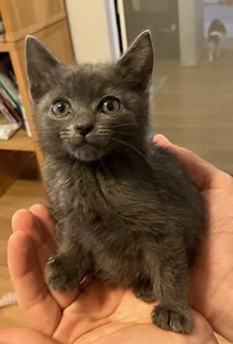 Fezzik - Domestic Shorthair cat available for adoption at Victoria Pet Adoption Society in Victoria