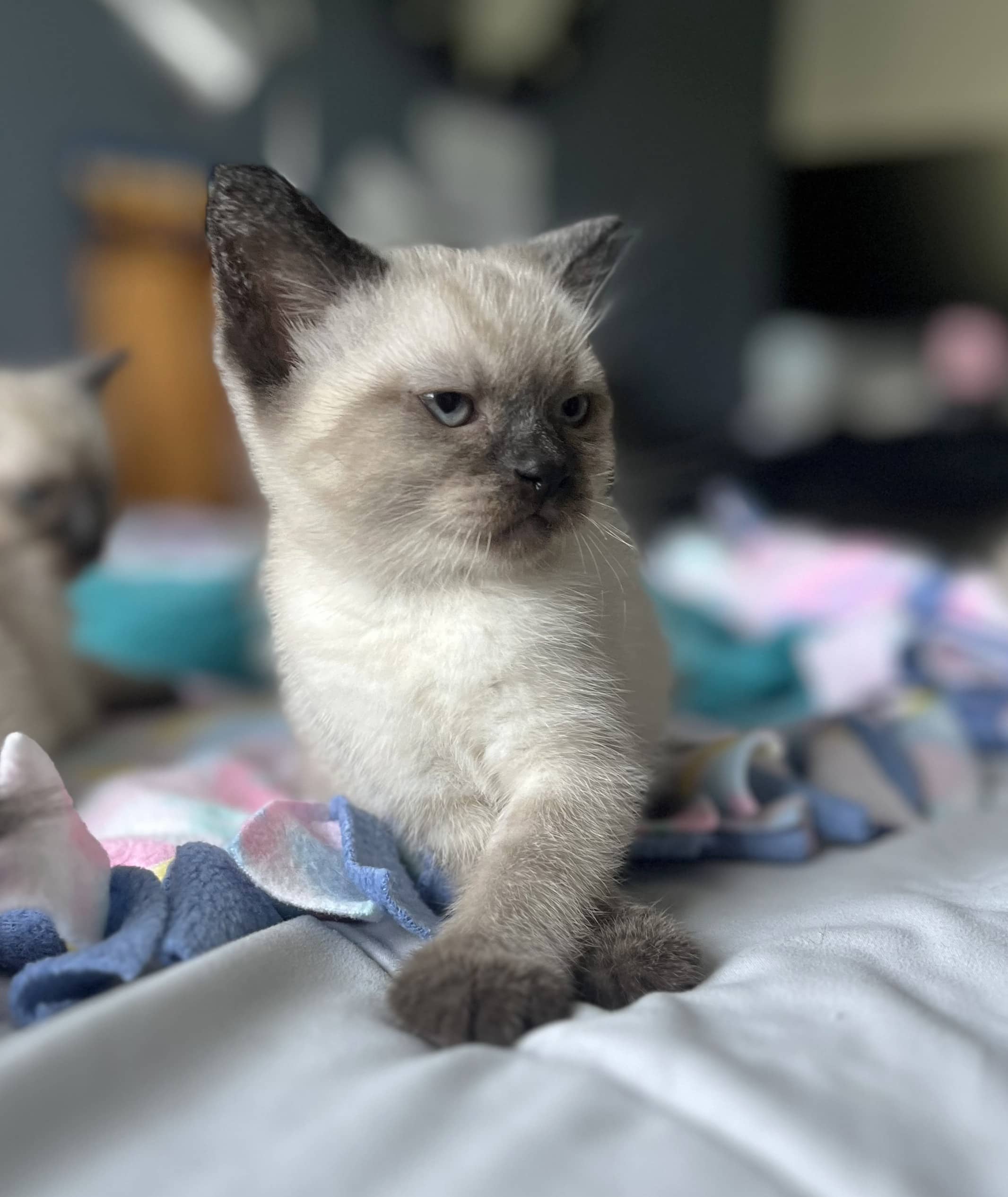 Pinch - Domestic Shorthair available for adoption