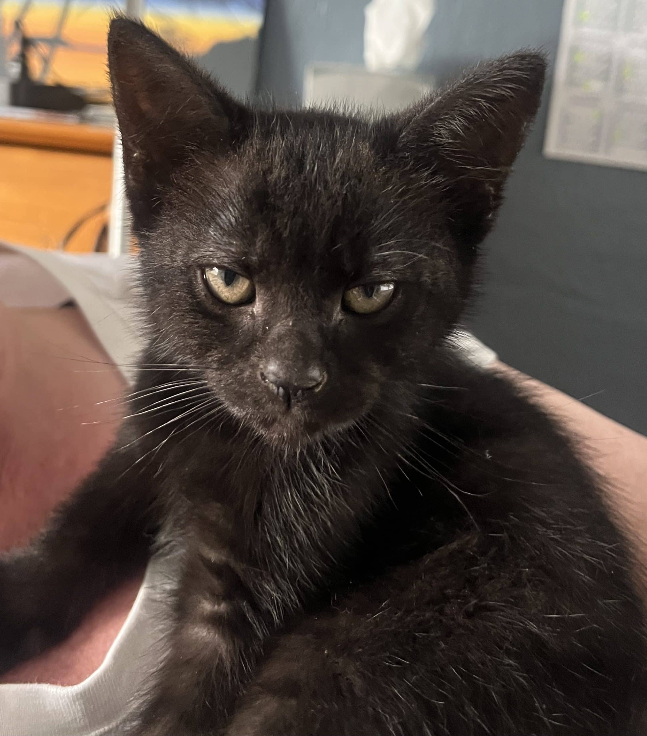 Smidge - Domestic Shorthair available for adoption
