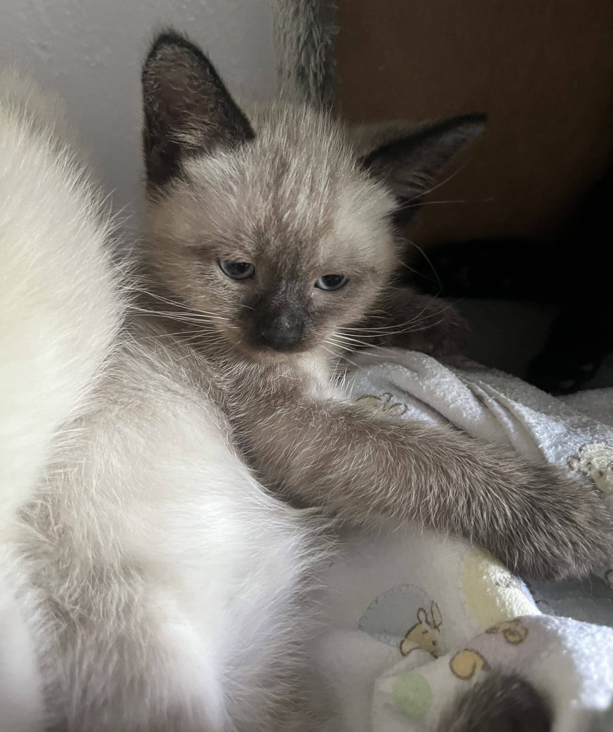 Splash - Domestic Shorthair available for adoption