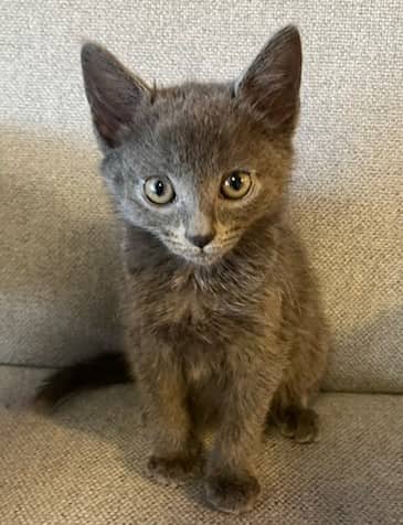Vizzini - Domestic Shorthair cat available for adoption at Victoria Pet Adoption Society in Victoria