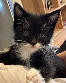 Westley - Domestic Shorthair cat available for adoption at Victoria Pet Adoption Society in Victoria