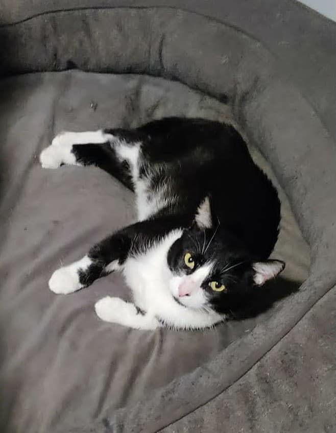 Ash - Domestic Shorthair available for adoption