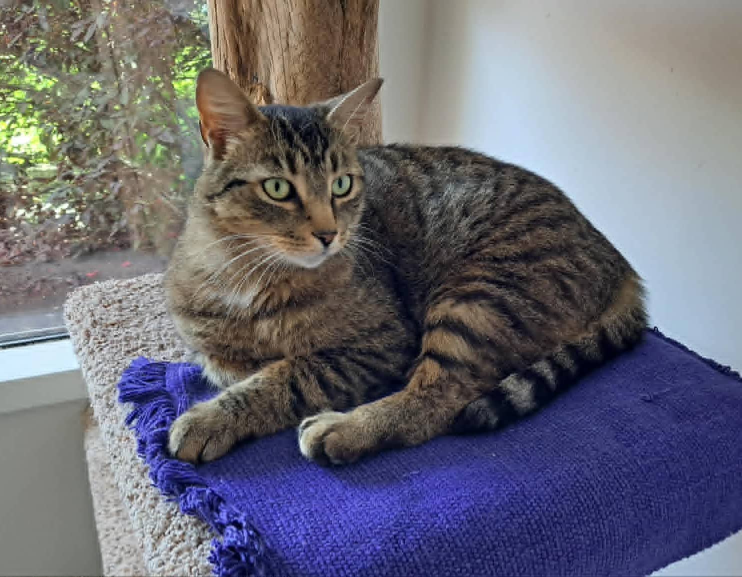 Ember - Domestic Shorthair available for adoption