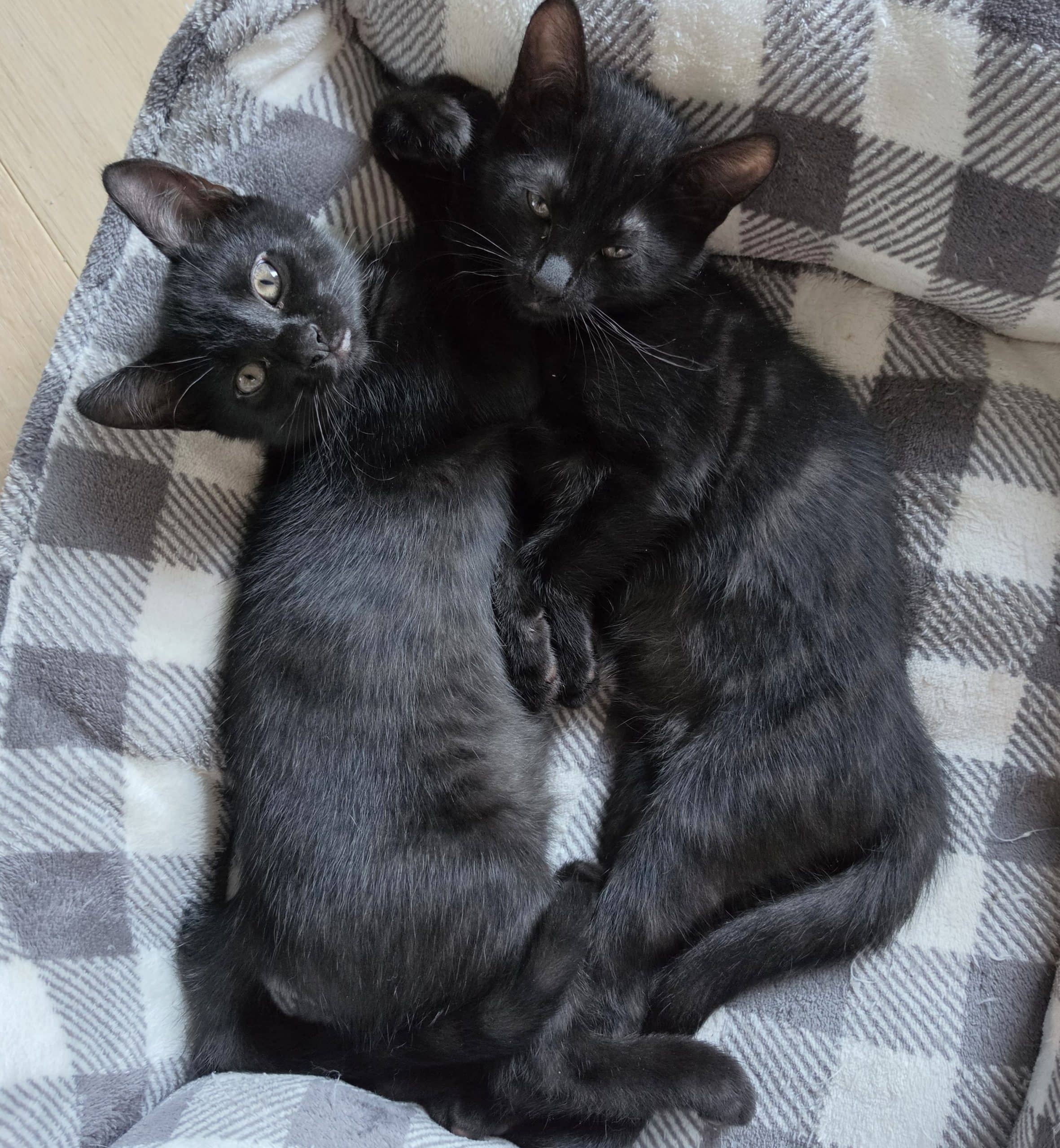 Cookie & Cocoa - Domestic Shorthair available for adoption