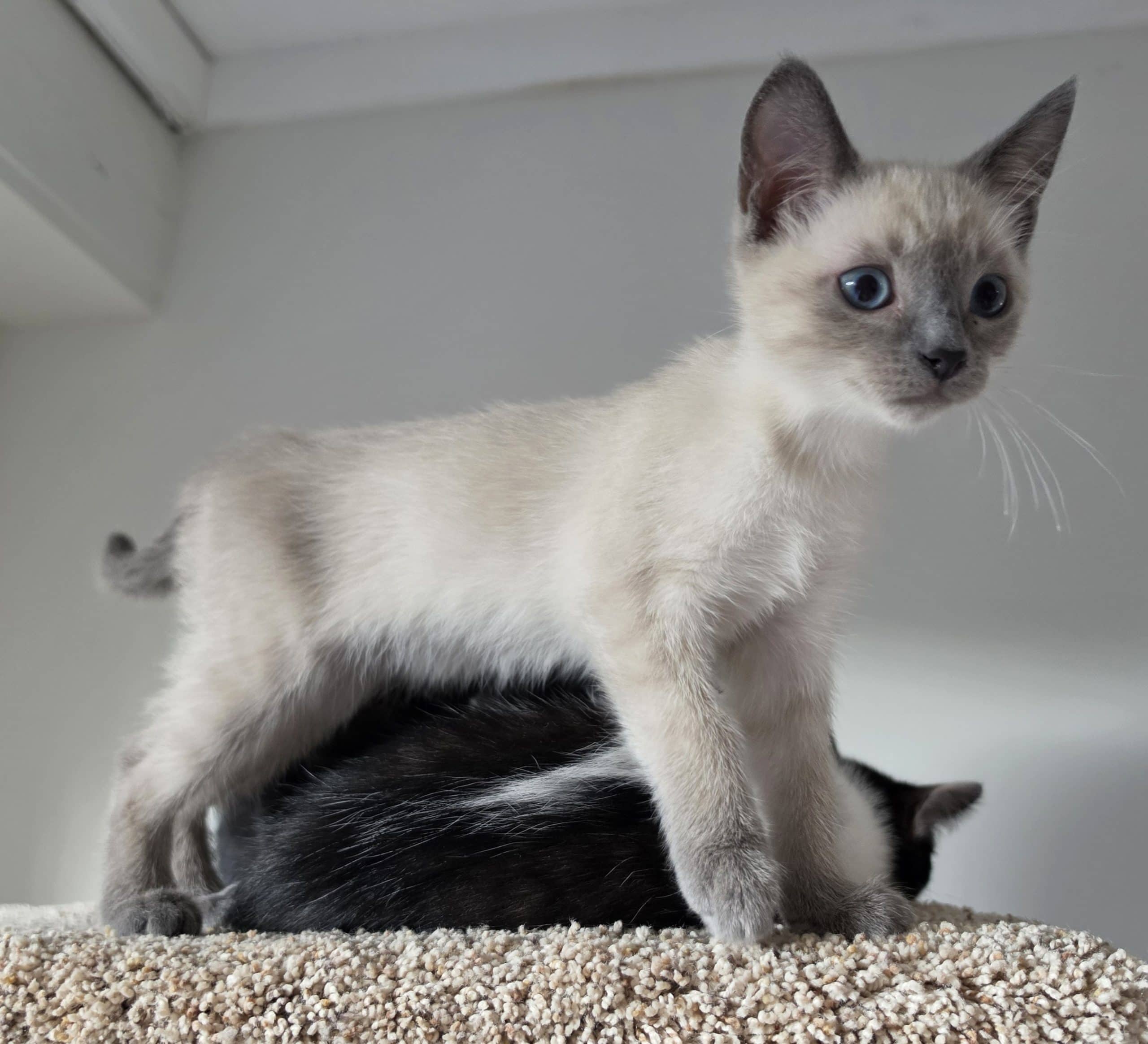 Cream - Domestic Shorthair cat available for adoption at Victoria Pet Adoption Society in Victoria