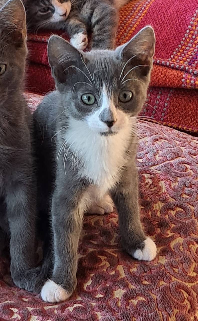 Heidi - Domestic Shorthair available for adoption