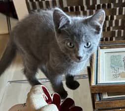 Kenny - Domestic Shorthair cat available for adoption at Victoria Pet Adoption Society in Victoria