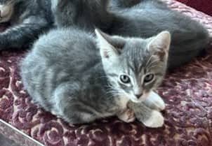 Kyle - Domestic Shorthair cat available for adoption at Victoria Pet Adoption Society in Victoria