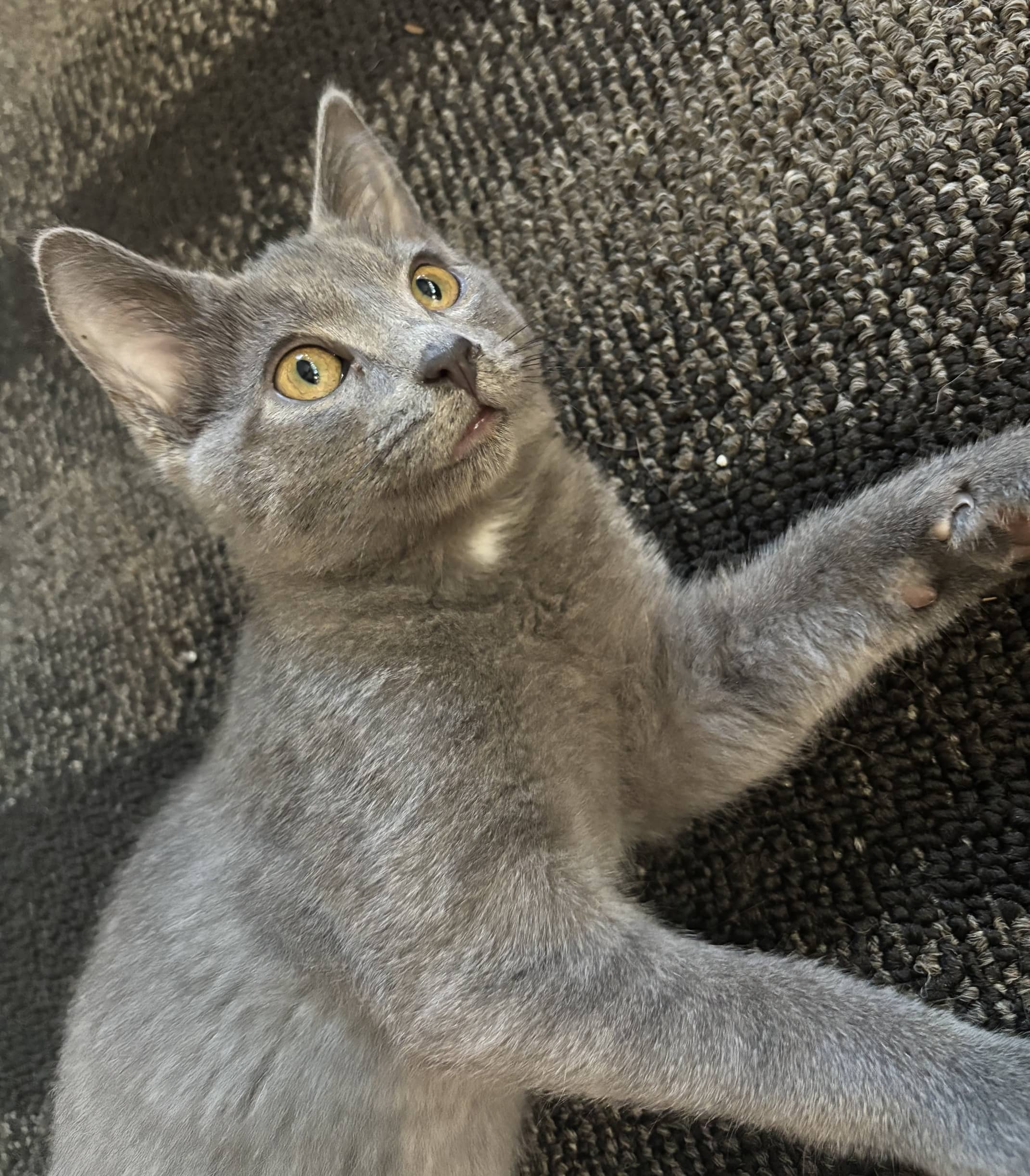 Ladybug - Domestic Shorthair available for adoption