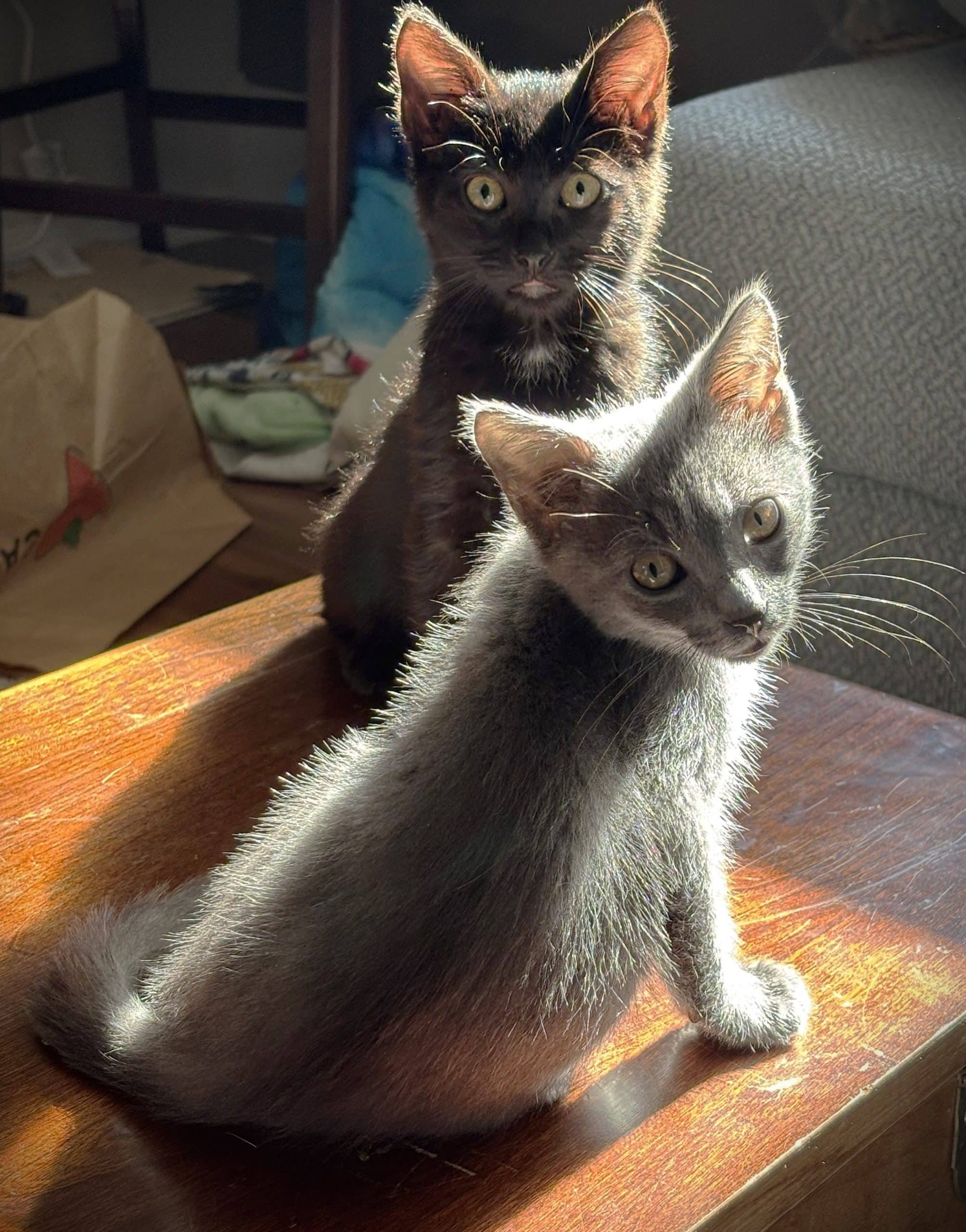 Lovebug & Dunebug - Domestic Shorthair available for adoption