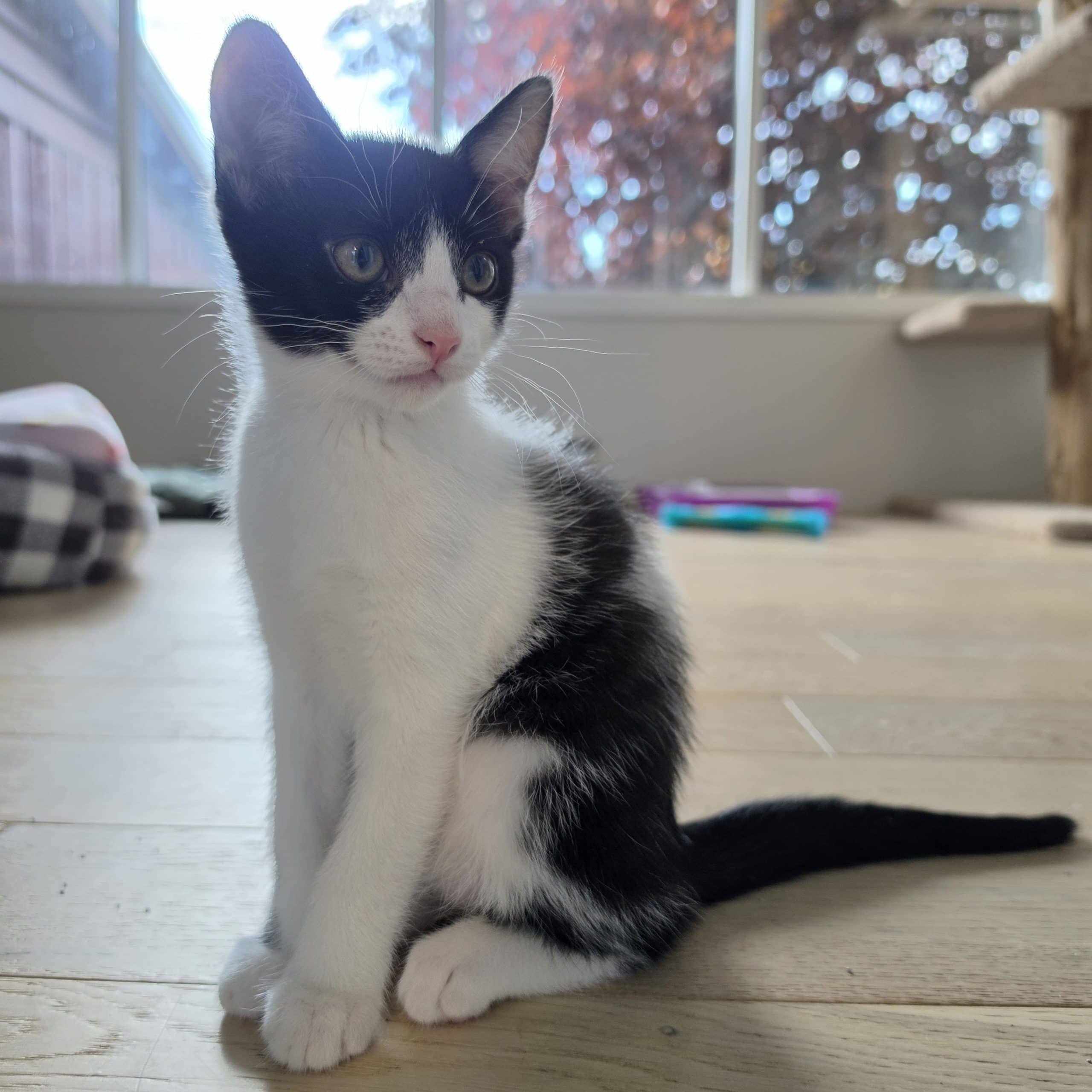 Oreo - Domestic Shorthair available for adoption