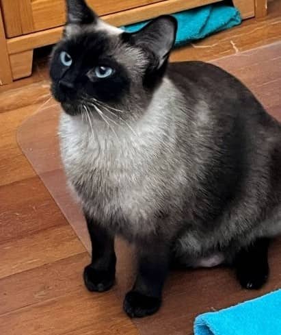 Tippy - Domestic Shorthair cat available for adoption at Victoria Pet Adoption Society in Victoria