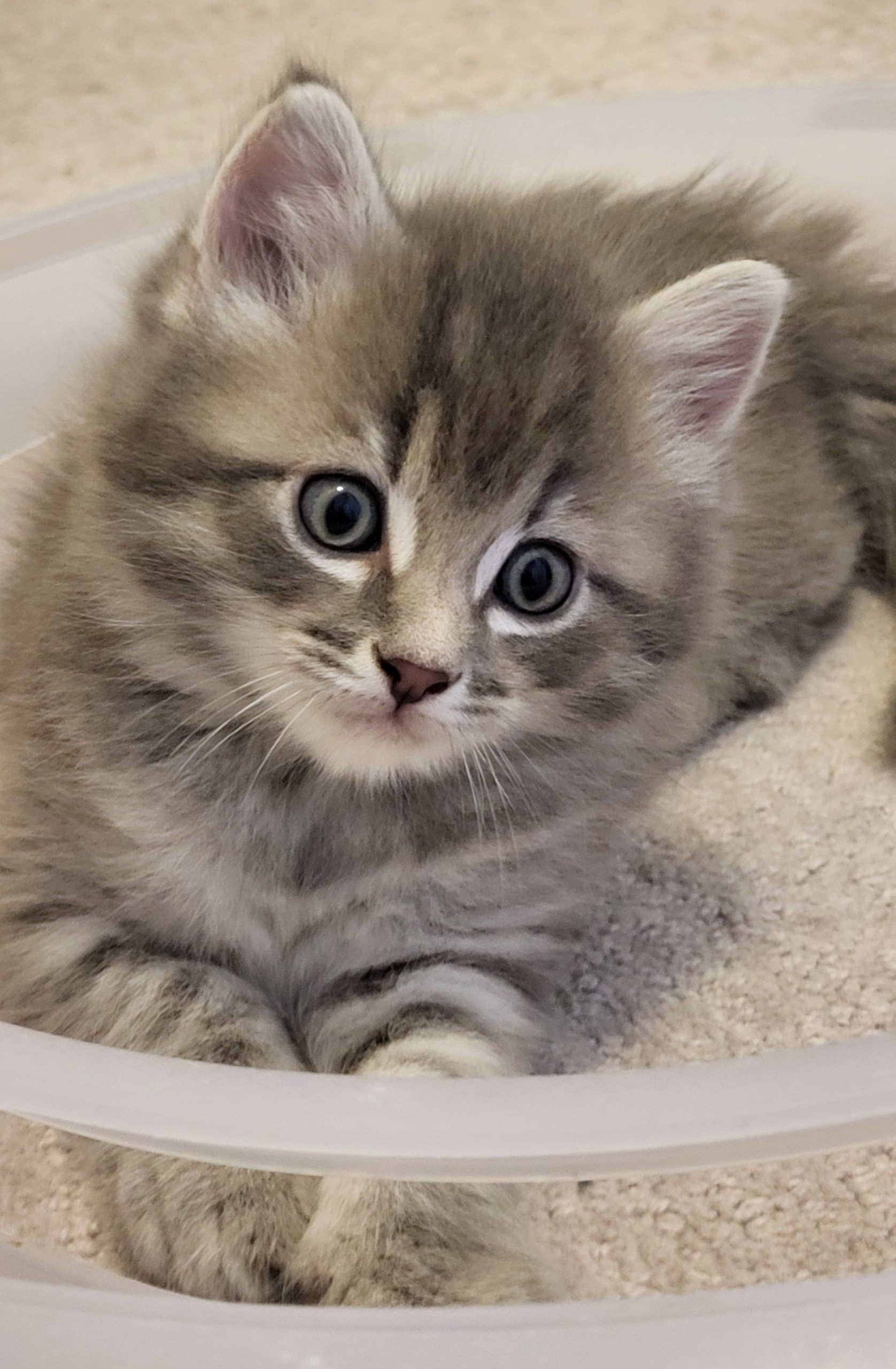 Cadfael - Domestic Shorthair cat available for adoption at Victoria Pet Adoption Society in Victoria