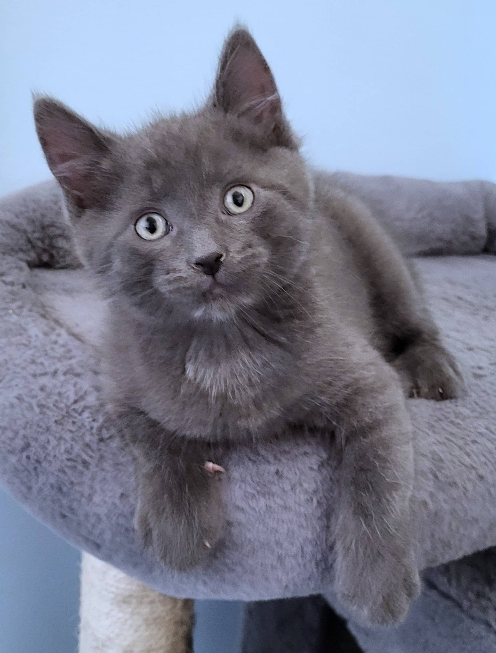 Columbo - Domestic Shorthair cat available for adoption at Victoria Pet Adoption Society in Victoria