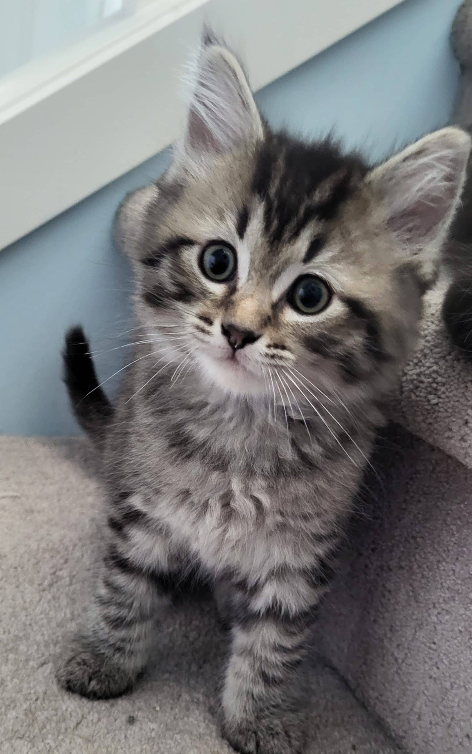 Gamache - Domestic Shorthair cat available for adoption at Victoria Pet Adoption Society in Victoria