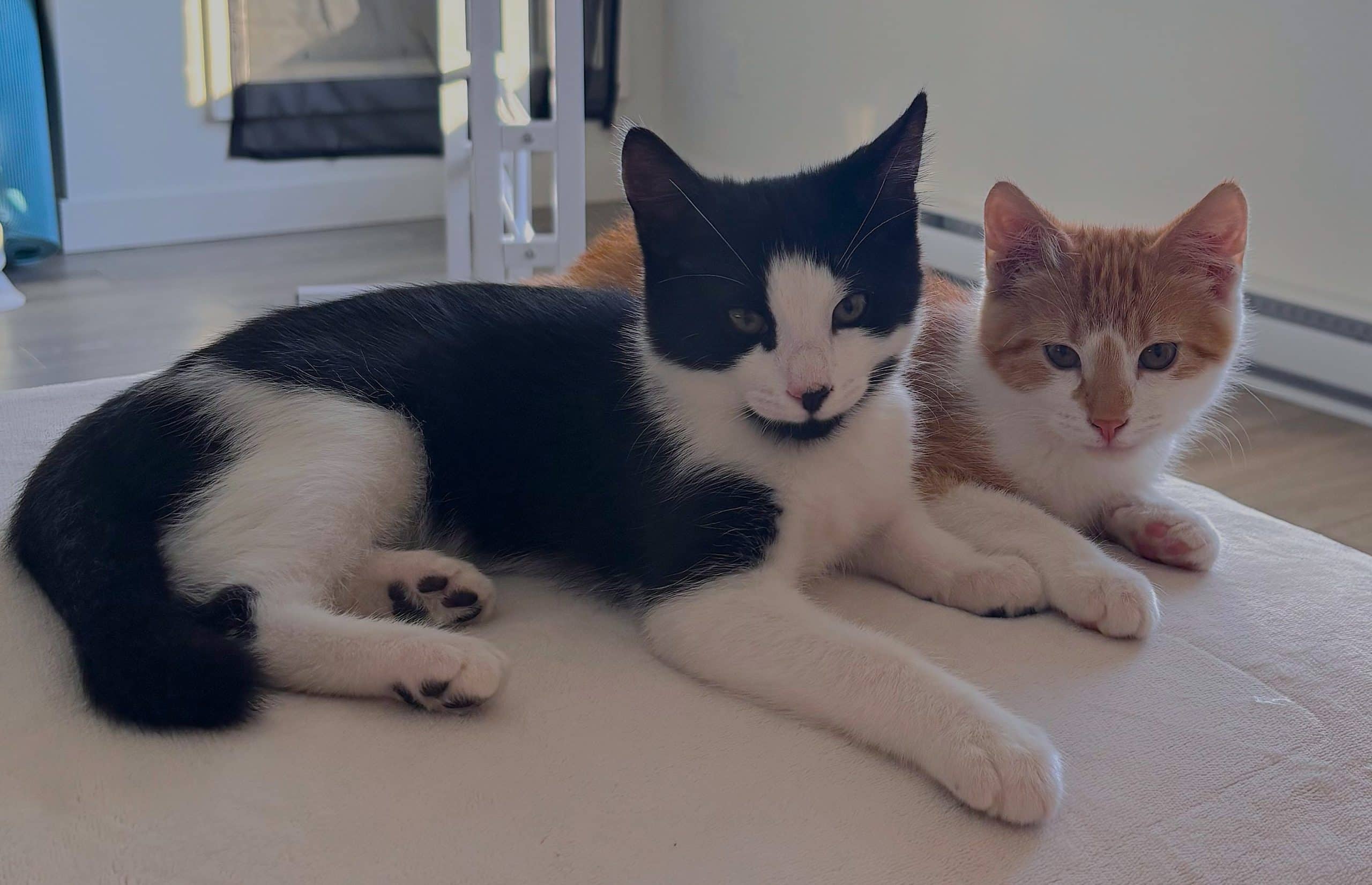 Dale & Derek - Domestic Shorthair cat available for adoption in British Columbia