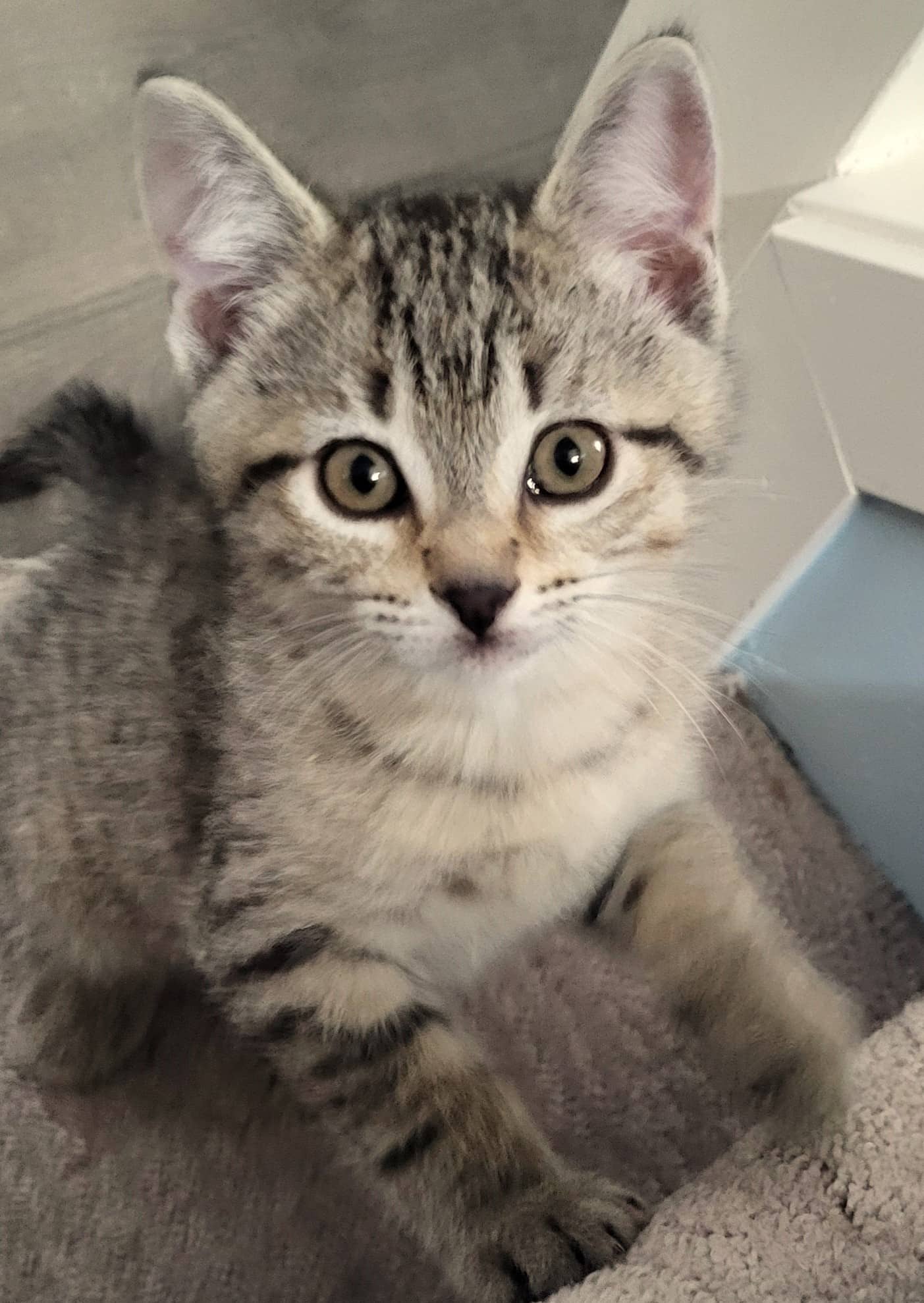 Marlowe - Domestic Shorthair cat available for adoption at Victoria Pet Adoption Society in Victoria